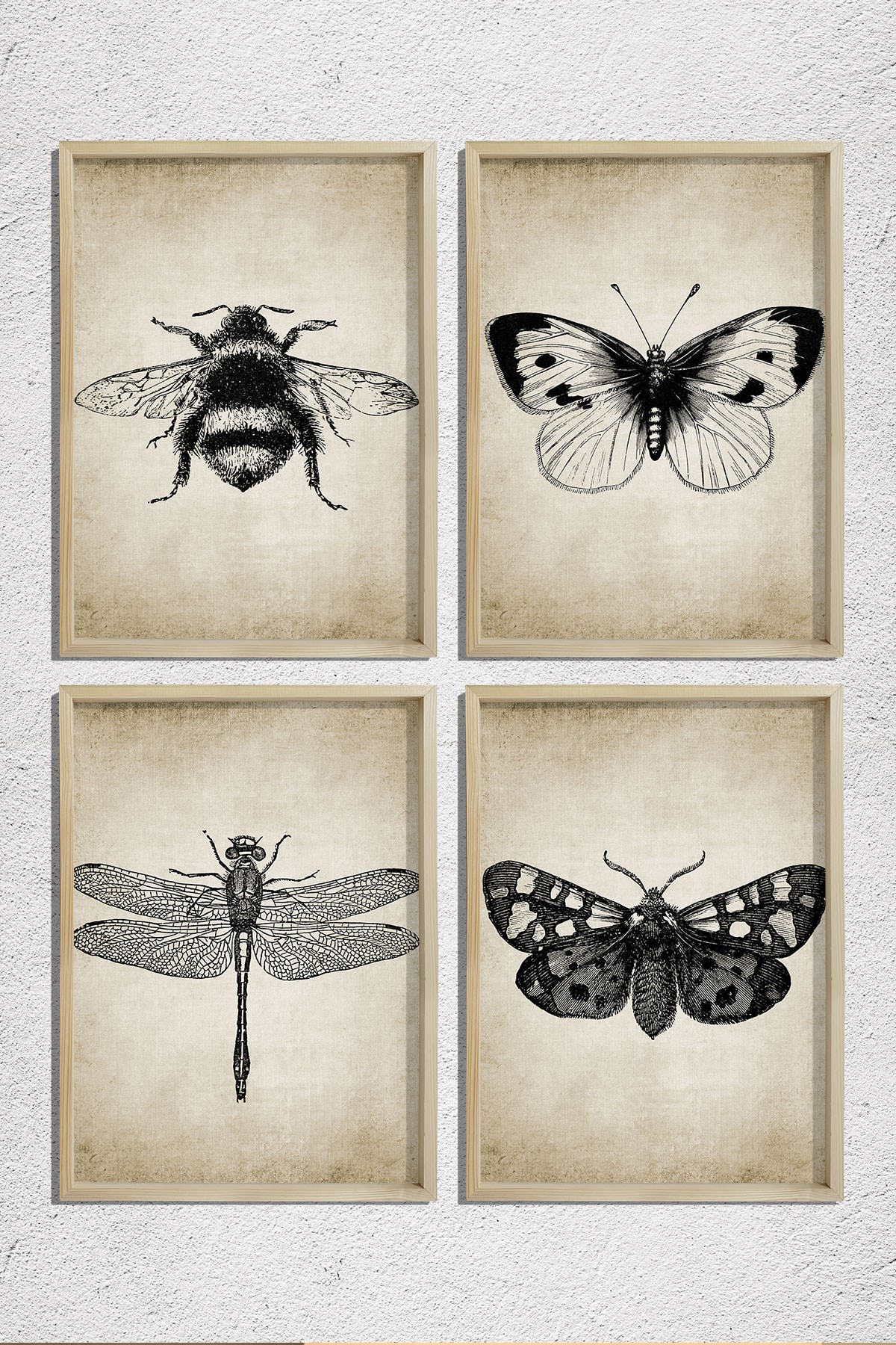 Doğal Çam Çerçeveli Duvar Tablosu Antik Böcek Resimleri 4 lü Set