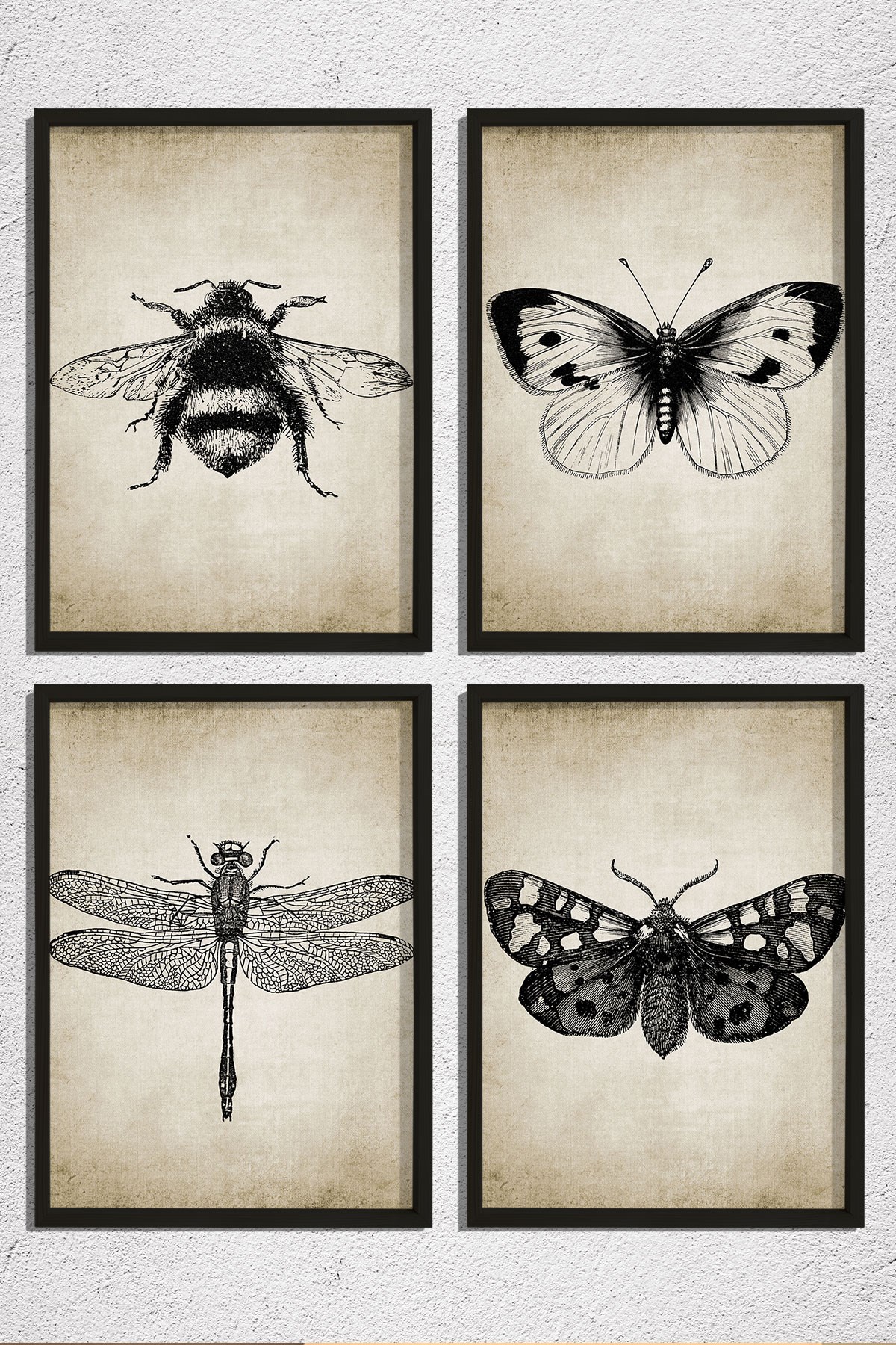 Doğal Çam Çerçeveli Duvar Tablosu Antik Böcek Resimleri 4 lü Set