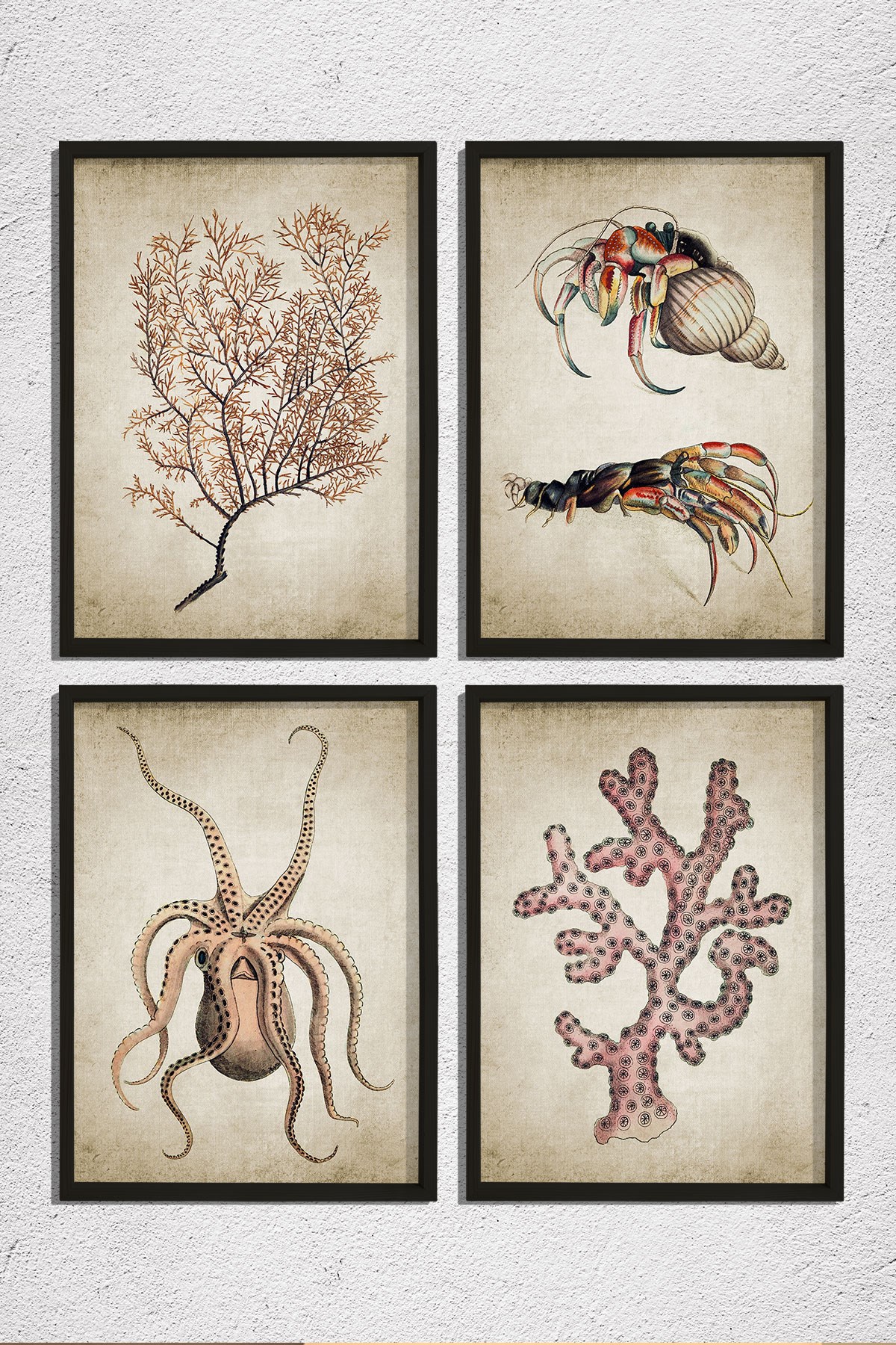 Doğal Çam Çerçeveli Duvar Tablosu Antik Deniz Canlıları 4 lü Set