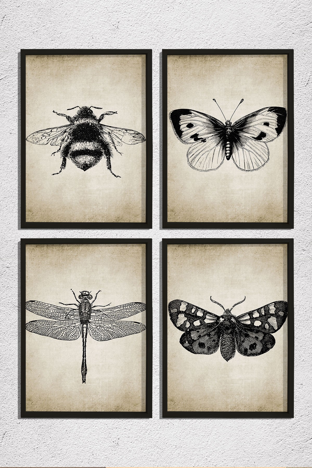 Doğal Çam Çerçeveli Duvar Tablosu Antik Böcek Resimleri 4 lü Set