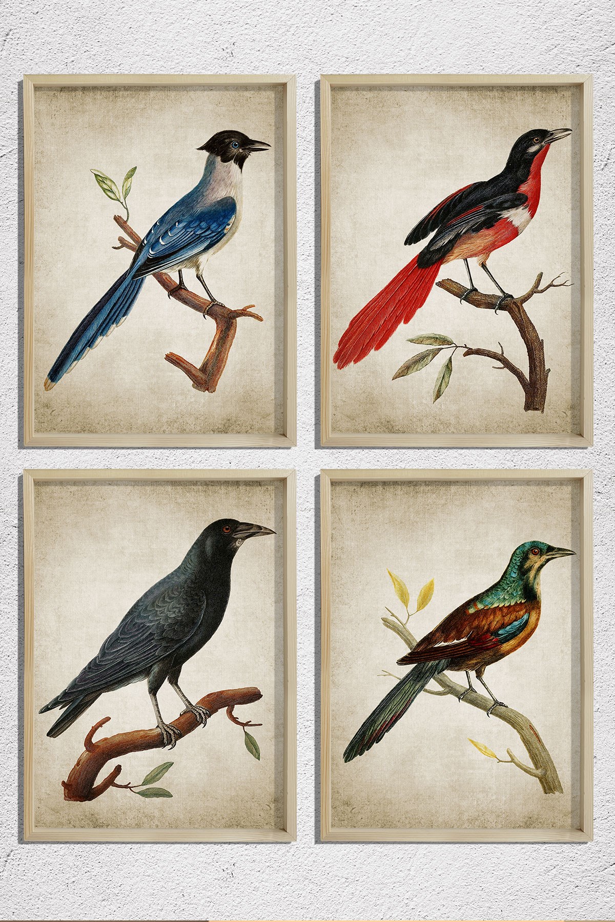 Doğal Çam Çerçeveli Duvar Tablosu Antik Kuş Dekoru 4 lü Set