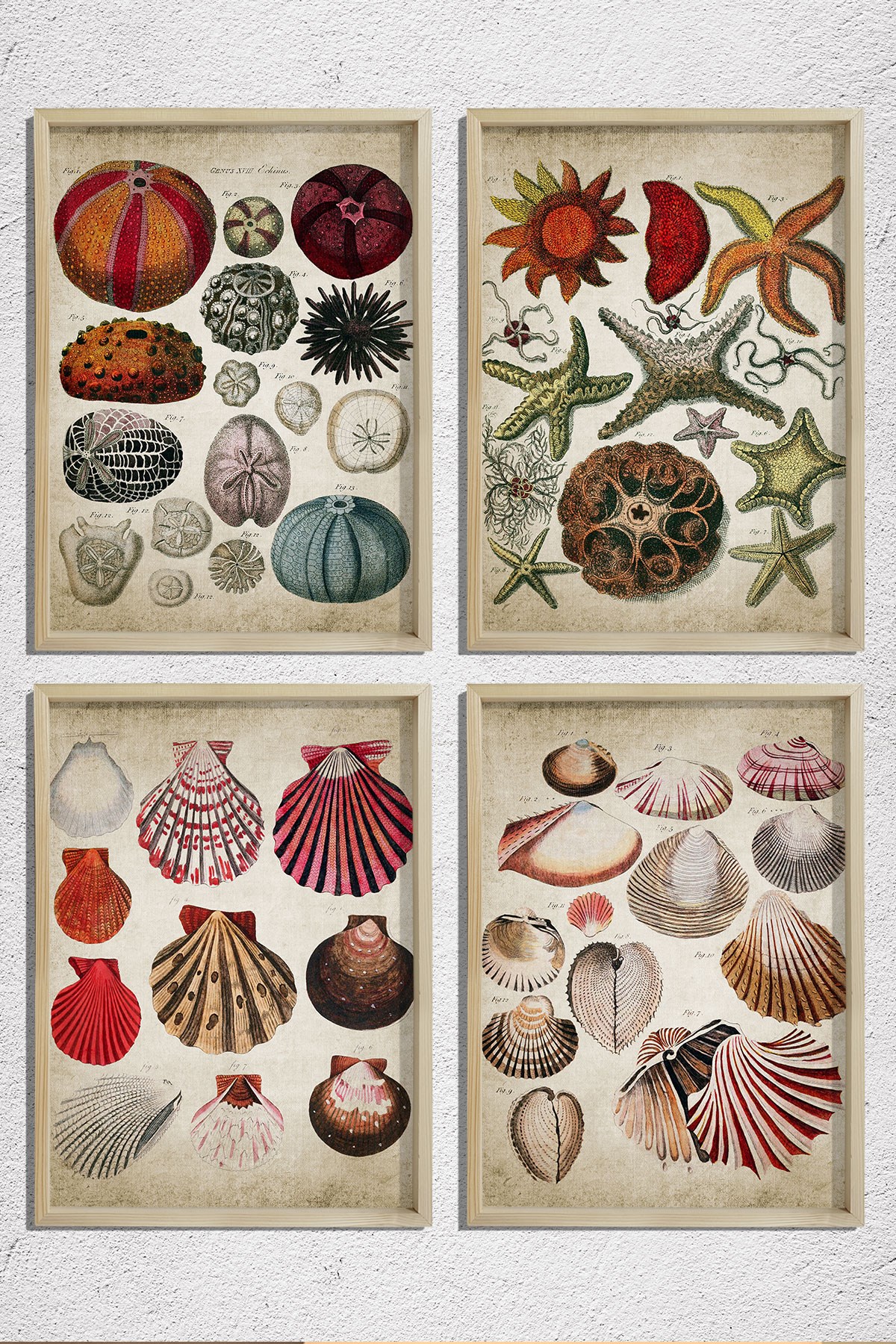 Doğal Çam Çerçeveli Duvar Tablosu Antik Deniz Kabukları ve Canlıları