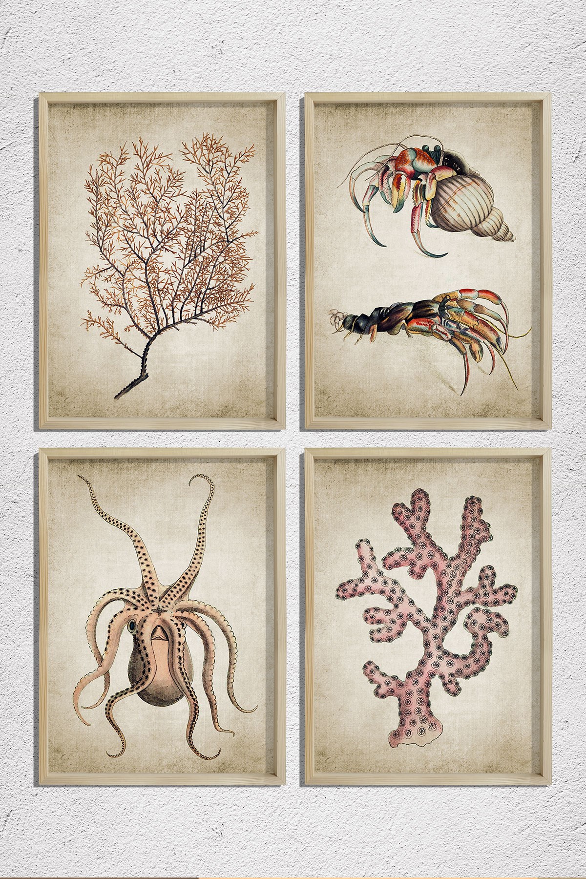 Doğal Çam Çerçeveli Duvar Tablosu Antik Deniz Canlıları 4 lü Set
