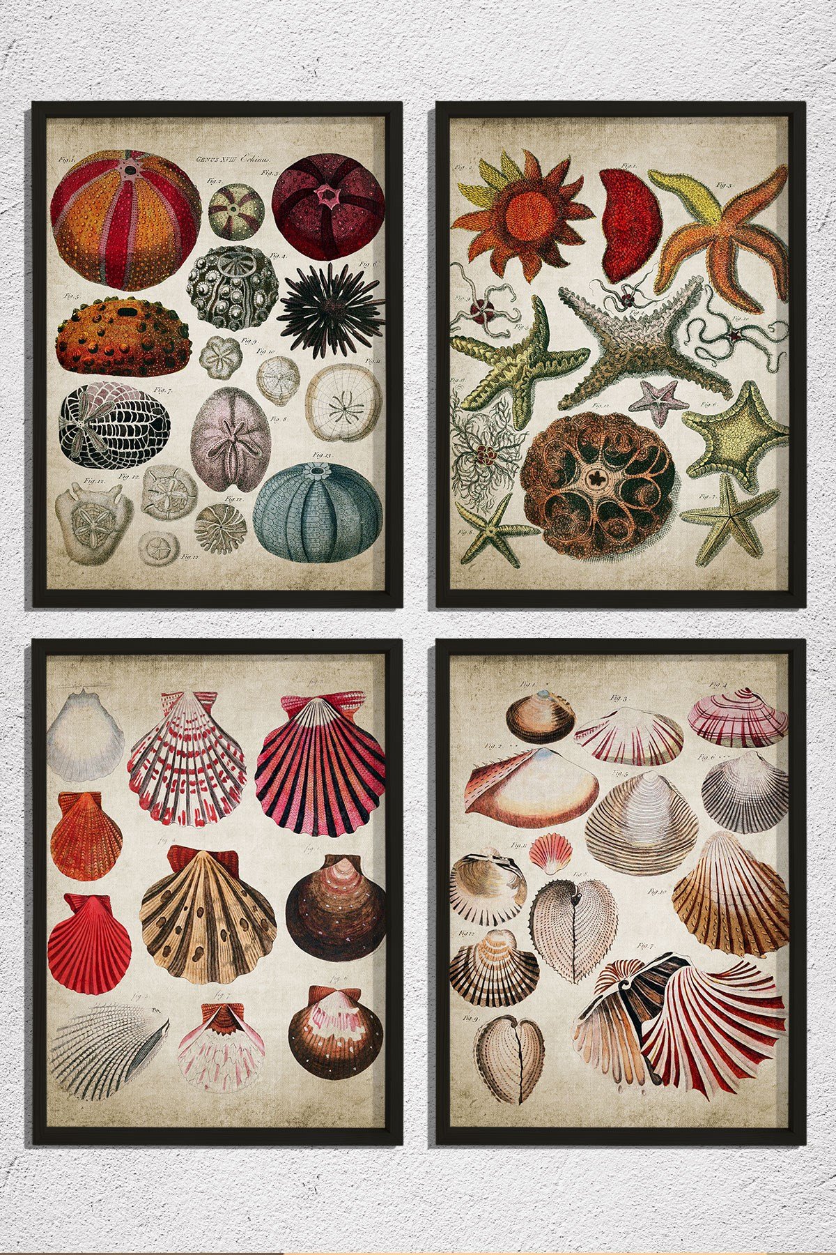 Doğal Çam Çerçeveli Duvar Tablosu Antik Deniz Kabukları ve Canlıları