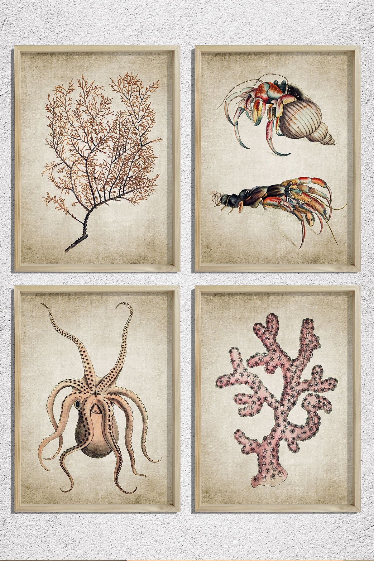 Doğal Çam Çerçeveli Duvar Tablosu Antik Deniz Canlıları 4 lü Set