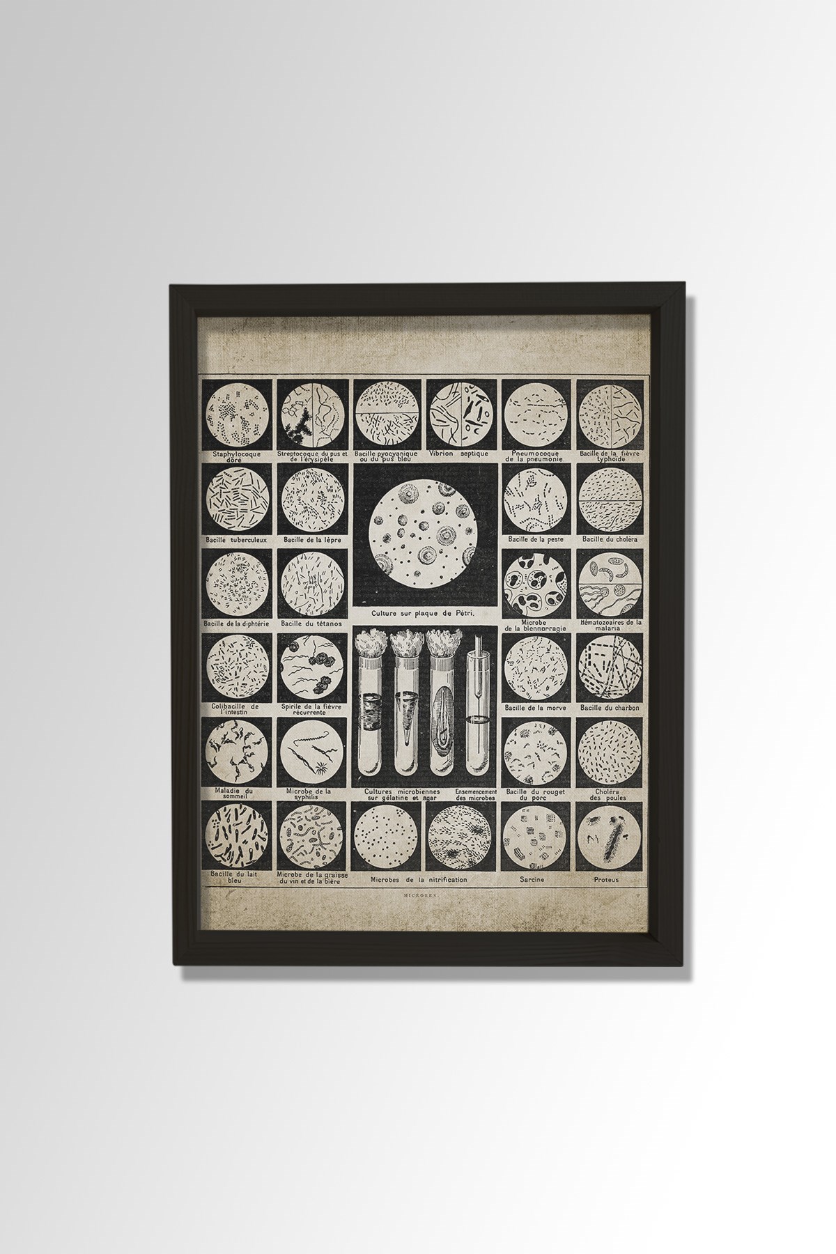 Doğal Çam Çerçeveli Duvar Tablosu Bakteriler ve Mikroplar