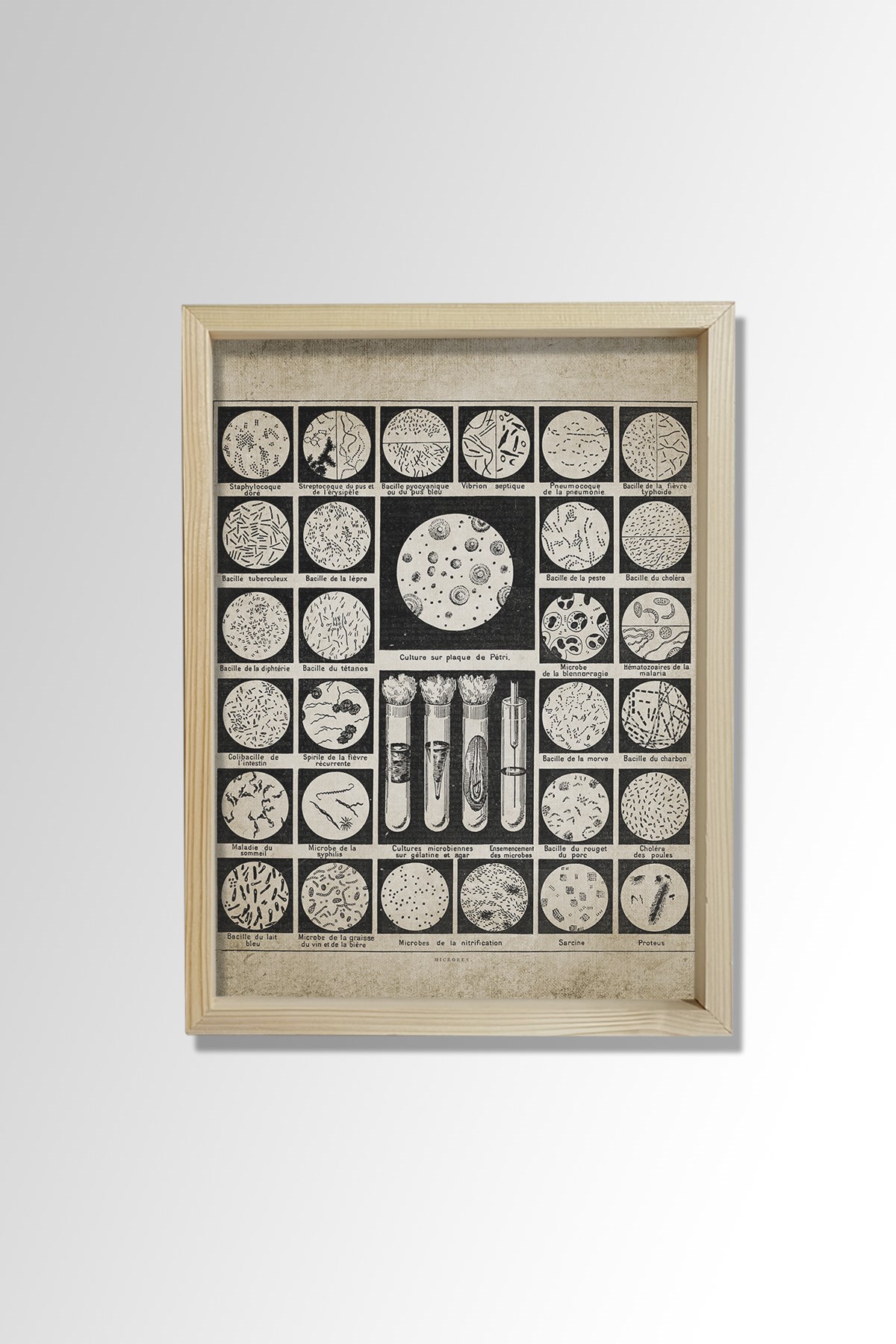 Doğal Çam Çerçeveli Duvar Tablosu Bakteriler ve Mikroplar