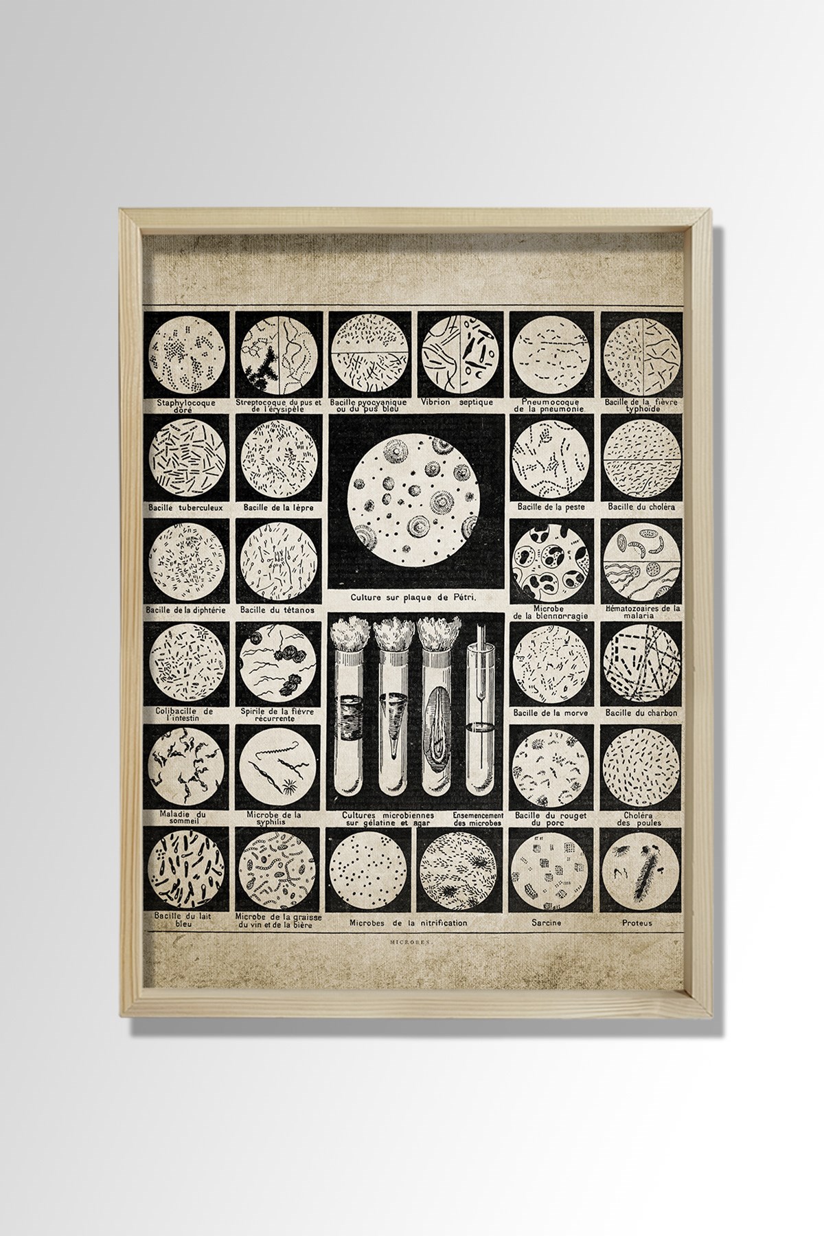 Doğal Çam Çerçeveli Duvar Tablosu Bakteriler ve Mikroplar
