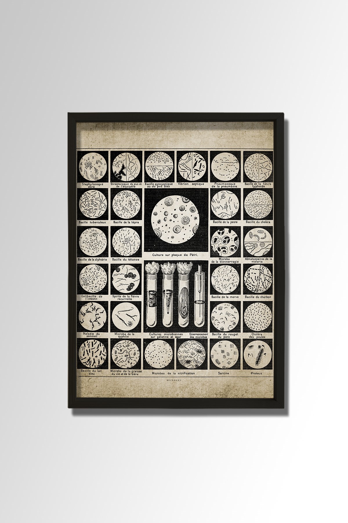 Doğal Çam Çerçeveli Duvar Tablosu Bakteriler ve Mikroplar