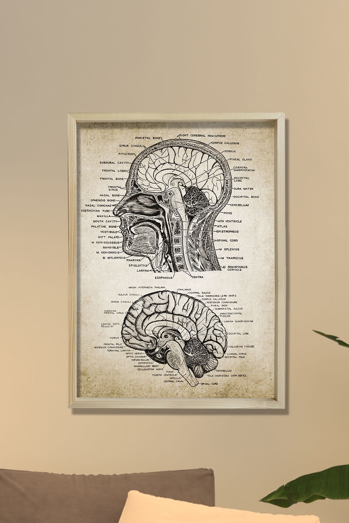 Doğal Çam Çerçeveli Duvar Tablosu Baş ve Beyin Anatomisi