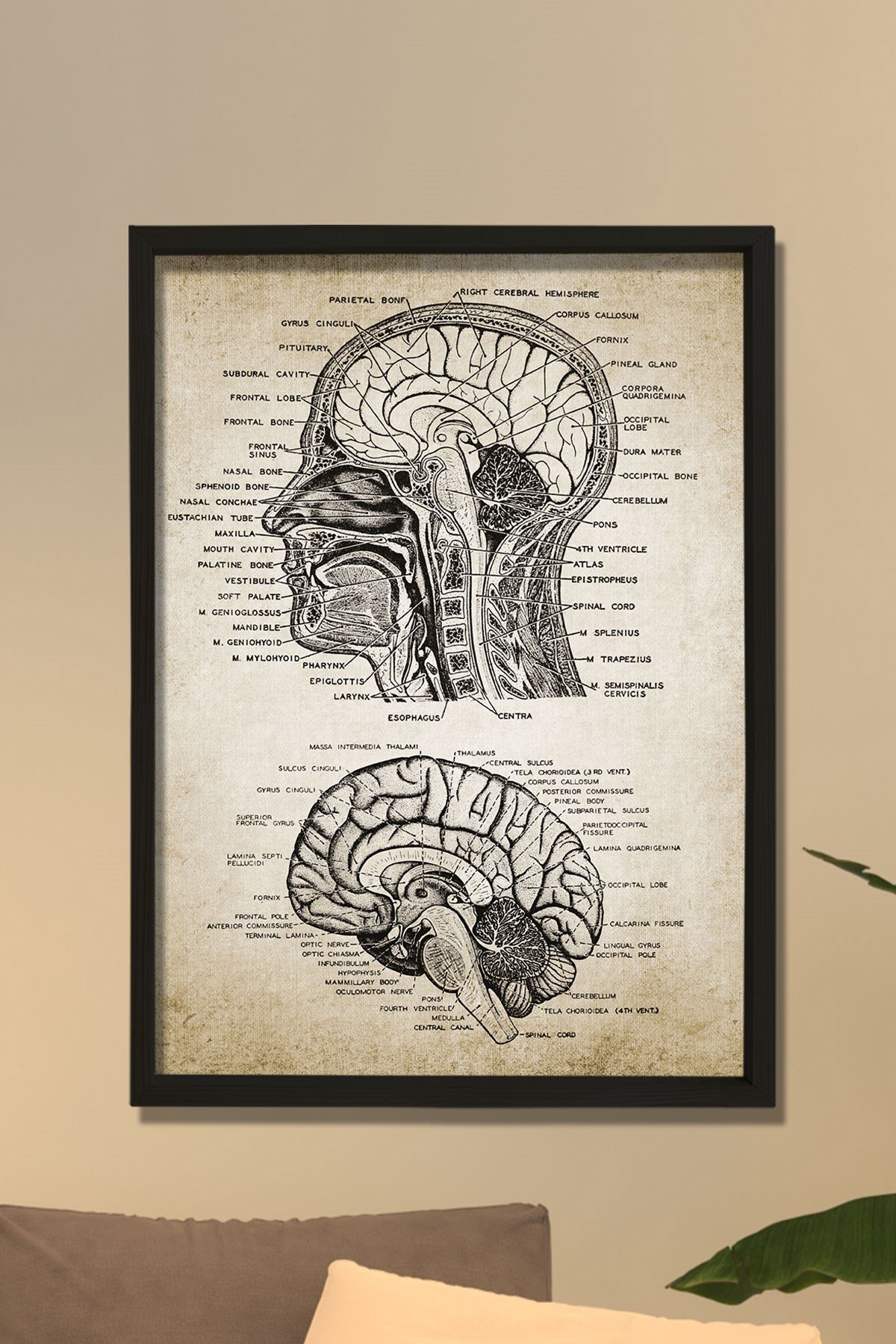 Doğal Çam Çerçeveli Duvar Tablosu Baş ve Beyin Anatomisi