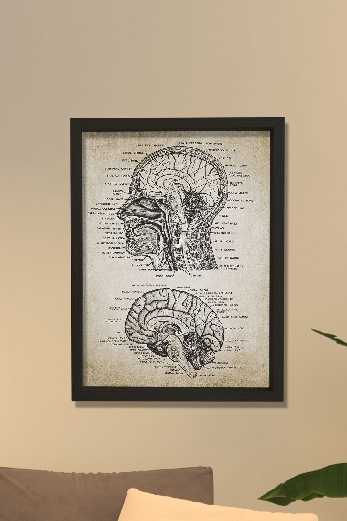 Doğal Çam Çerçeveli Duvar Tablosu Baş ve Beyin Anatomisi