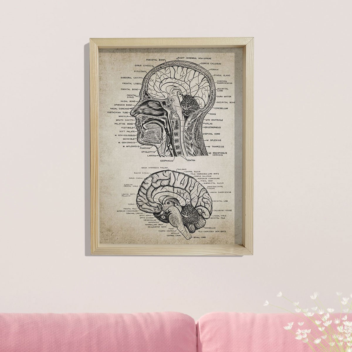 Doğal Çam Çerçeveli Duvar Tablosu Baş ve Beyin Anatomisi