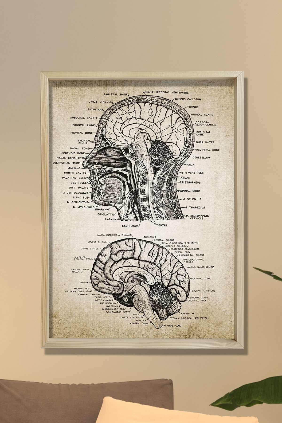 Doğal Çam Çerçeveli Duvar Tablosu Baş ve Beyin Anatomisi