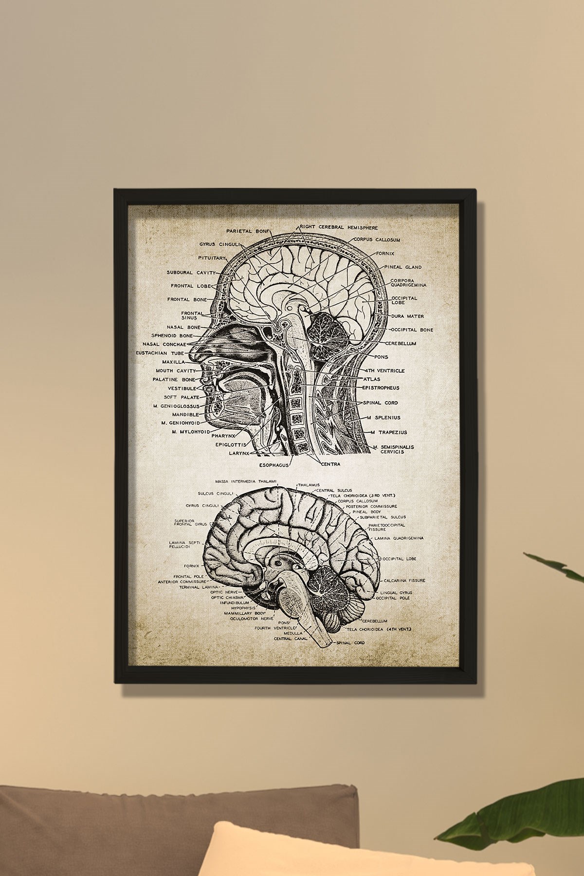 Doğal Çam Çerçeveli Duvar Tablosu Baş ve Beyin Anatomisi