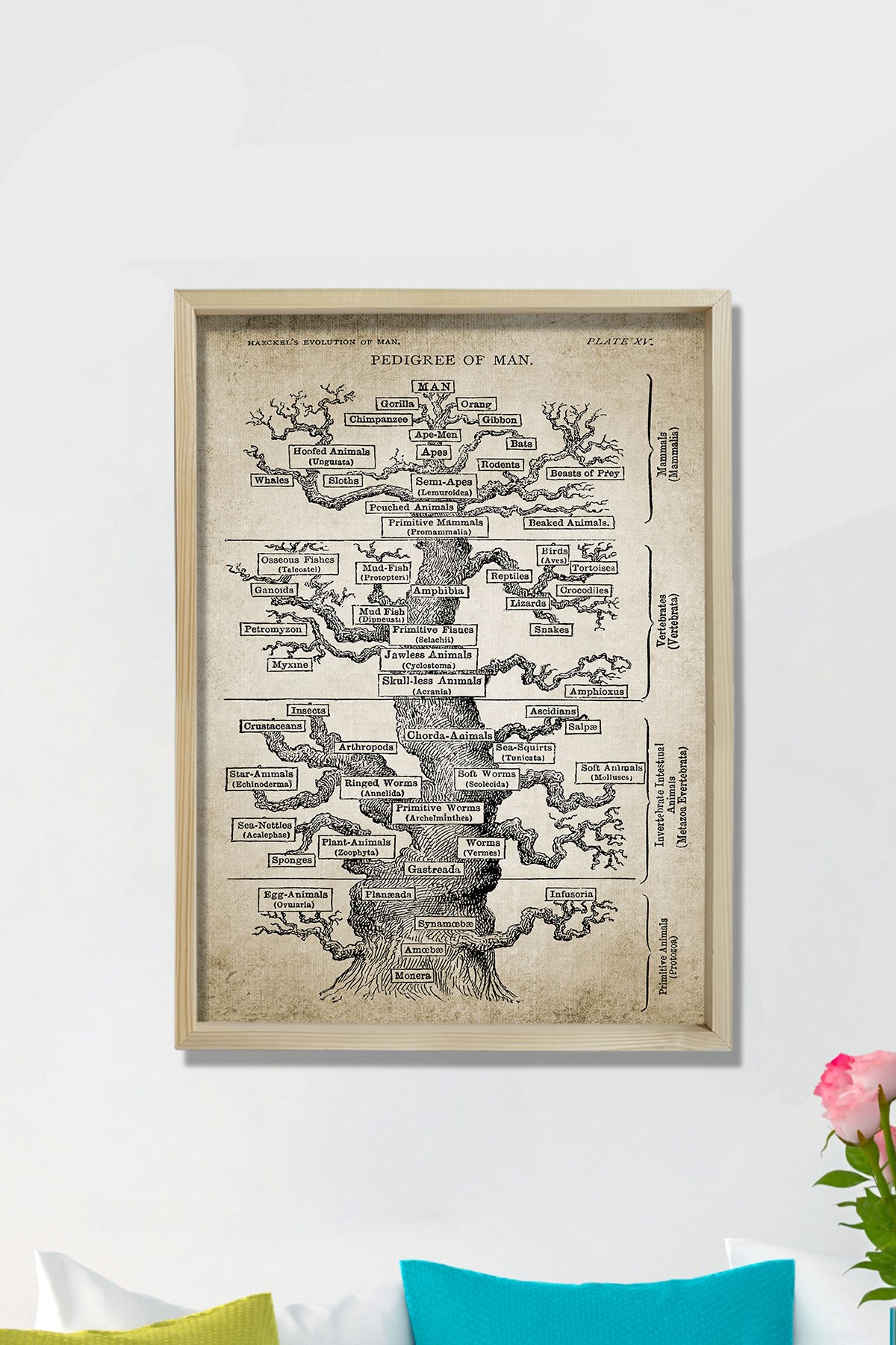 Doğal Çam Çerçeveli Duvar Tablosu Haeckel Ağaç Evrim Baskısı