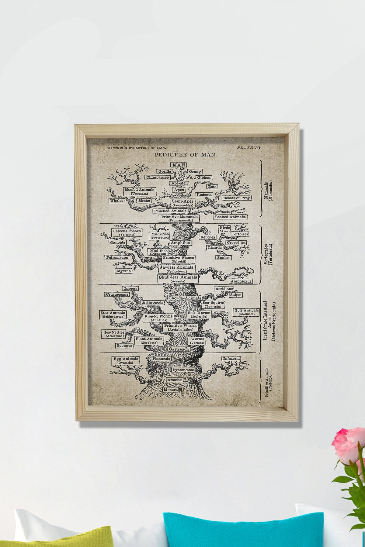 Doğal Çam Çerçeveli Duvar Tablosu Haeckel Ağaç Evrim Baskısı