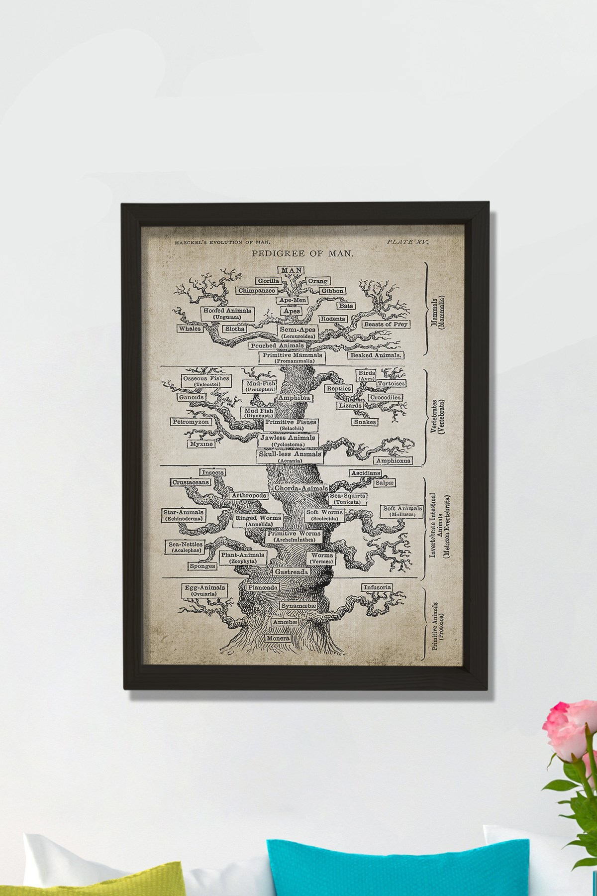 Doğal Çam Çerçeveli Duvar Tablosu Haeckel Ağaç Evrim Baskısı