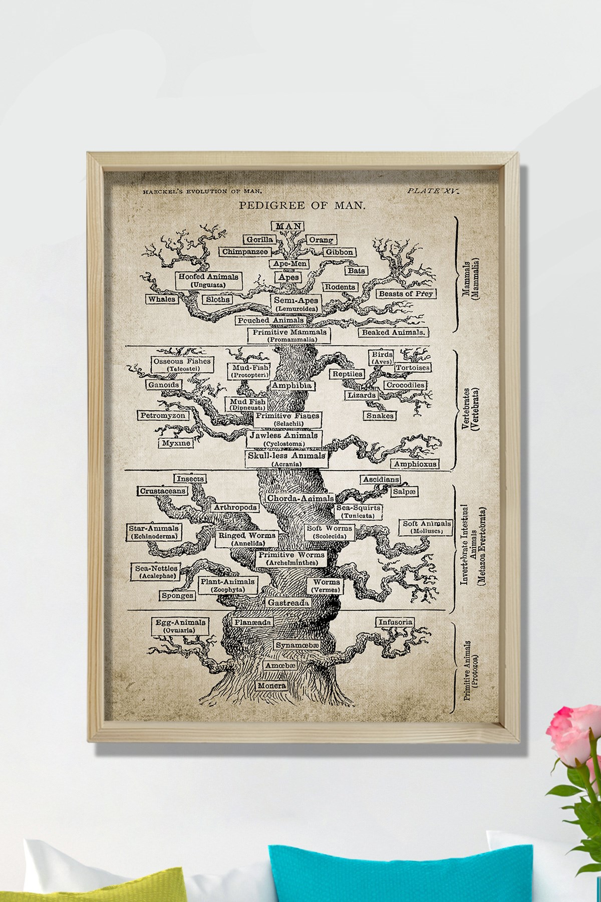 Doğal Çam Çerçeveli Duvar Tablosu Haeckel Ağaç Evrim Baskısı