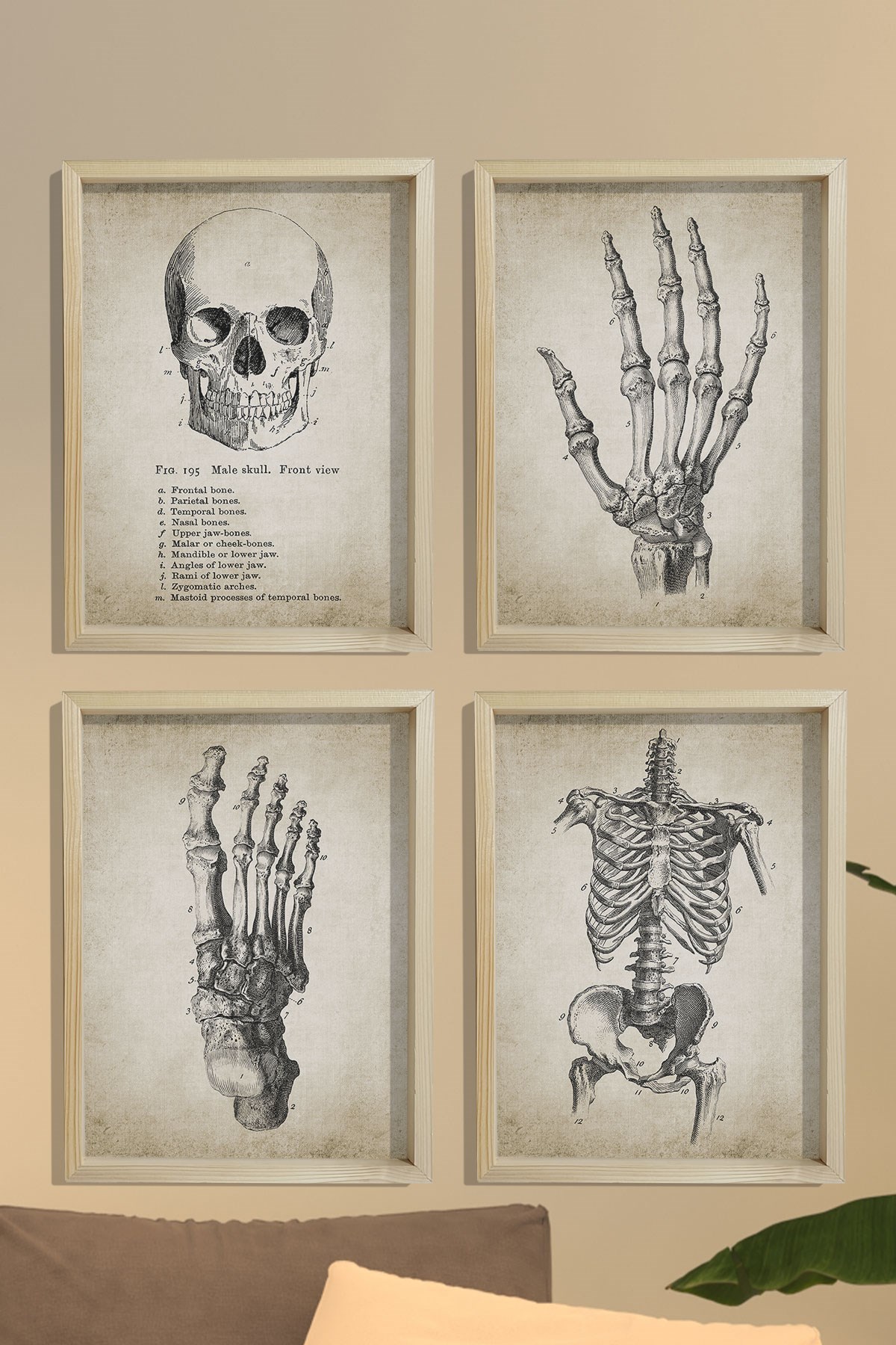 Doğal Çam Çerçeveli Duvar Tablosu İnsan El ve Vücut Anatomy