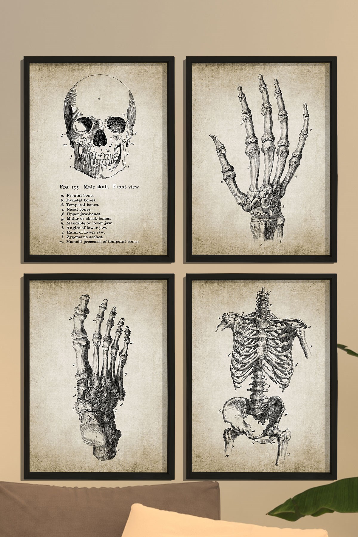 Doğal Çam Çerçeveli Duvar Tablosu İnsan El ve Vücut Anatomy