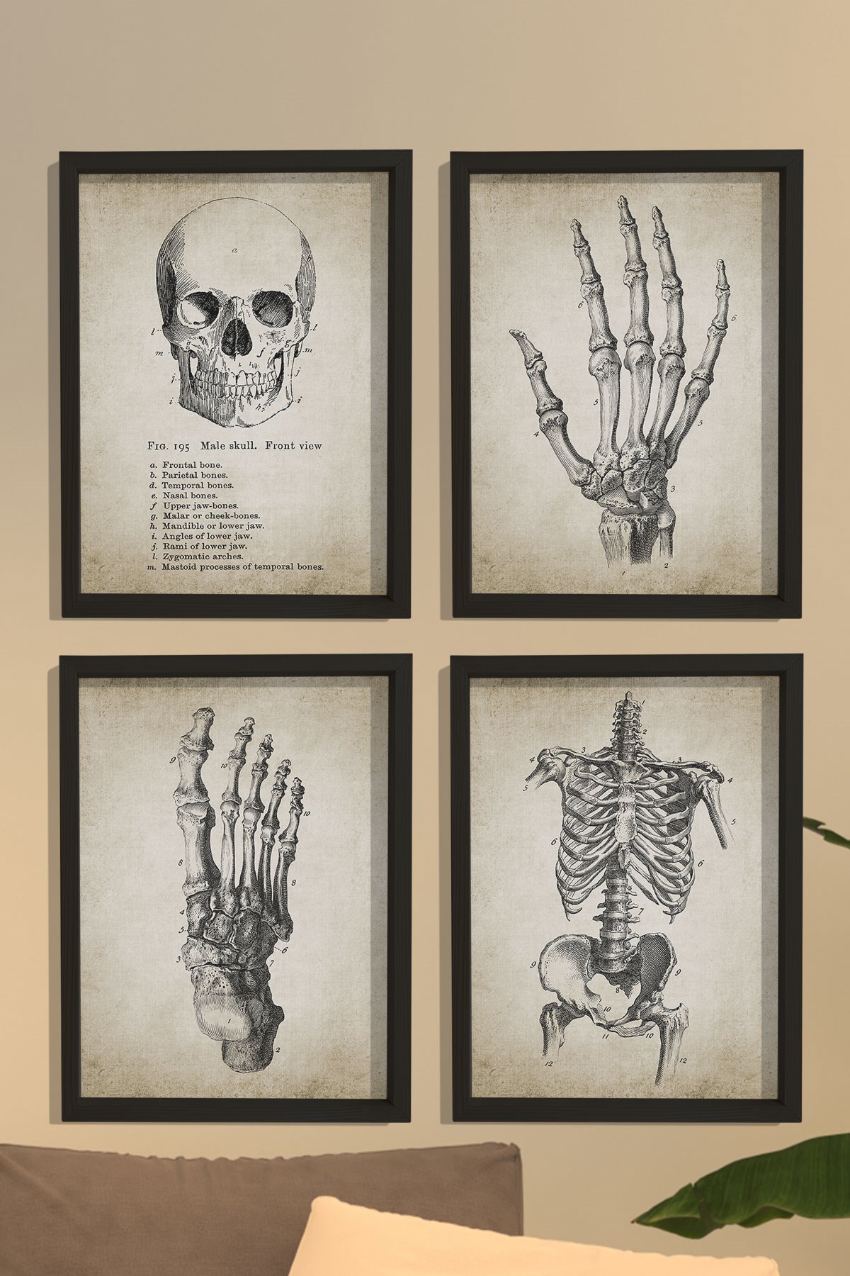 Doğal Çam Çerçeveli Duvar Tablosu İnsan El ve Vücut Anatomy