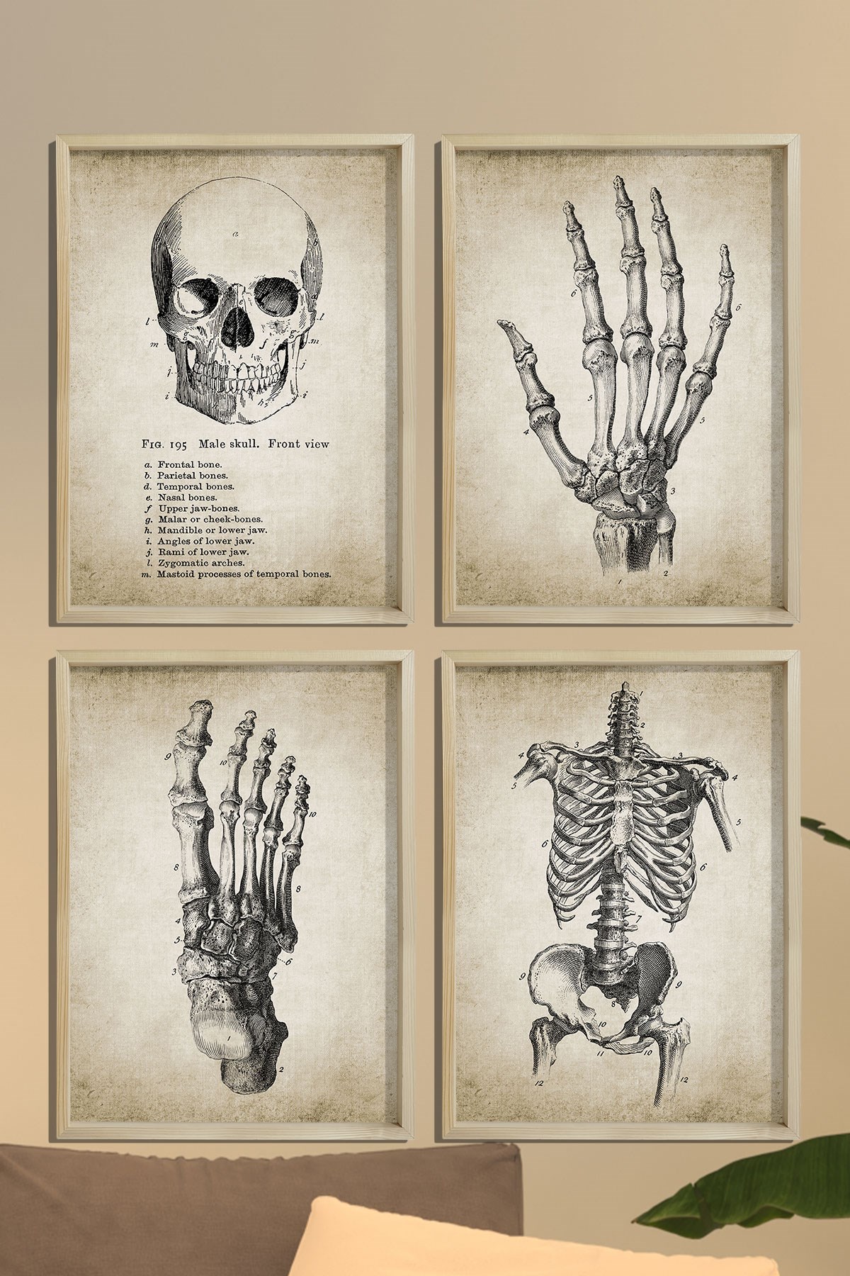 Doğal Çam Çerçeveli Duvar Tablosu İnsan El ve Vücut Anatomy
