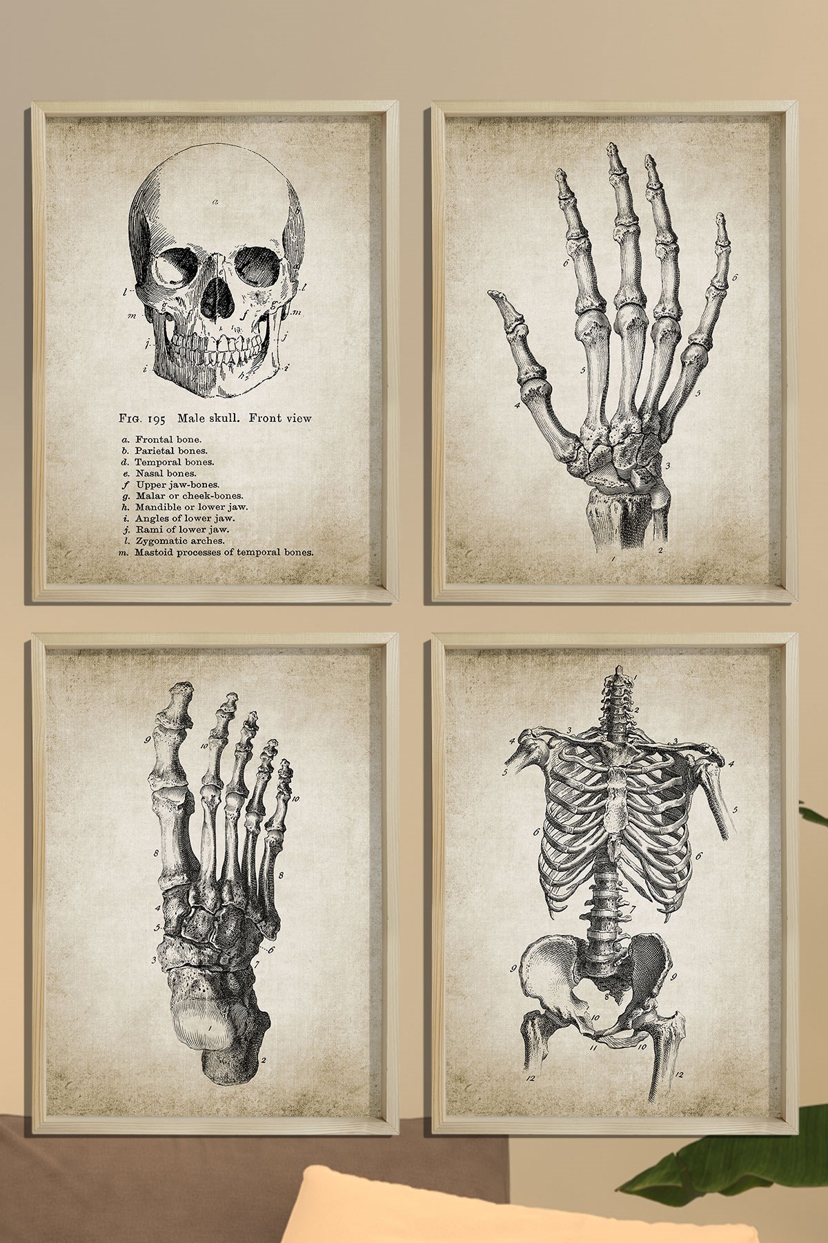 Doğal Çam Çerçeveli Duvar Tablosu İnsan El ve Vücut Anatomy