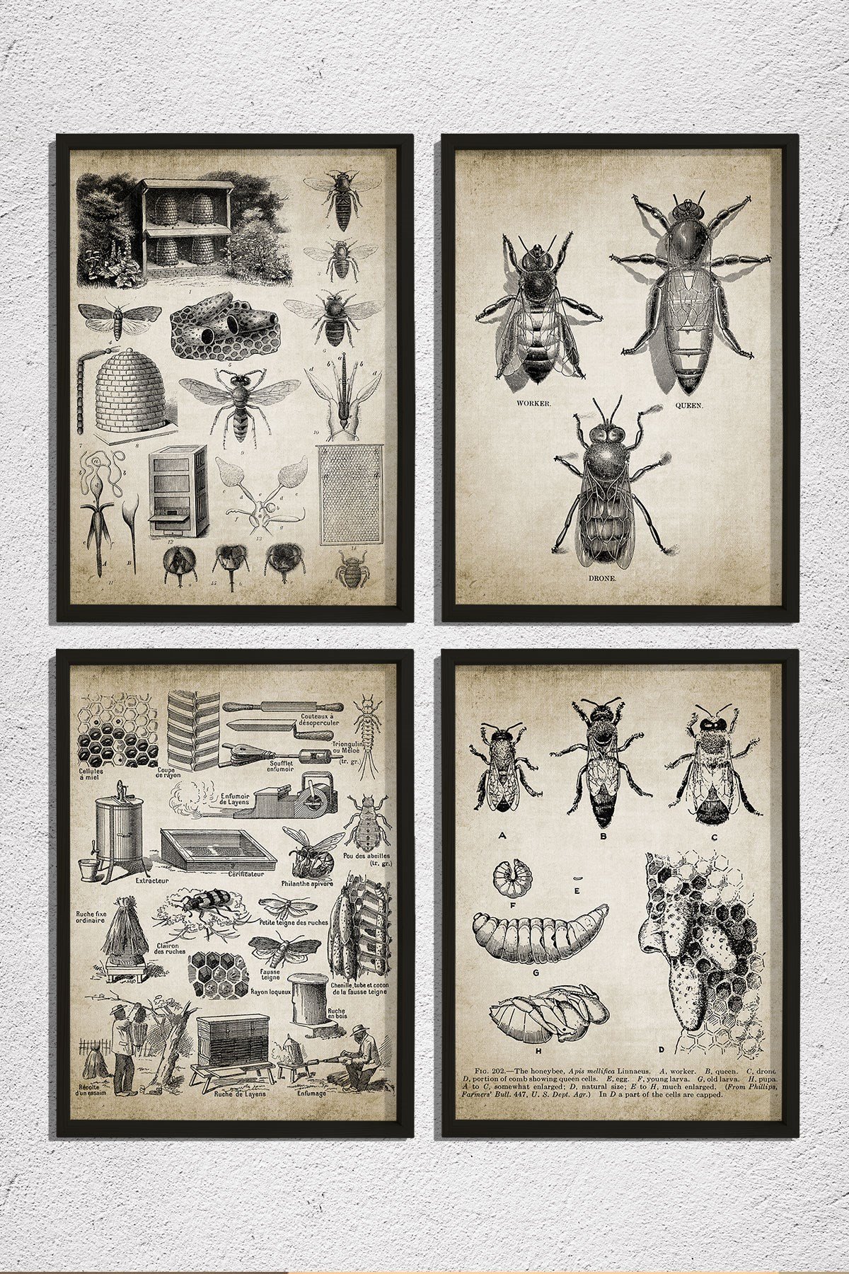 Doğal Çam Çerçeveli Duvar Tablosu Kraliçe ve İşçi Arılar Duvar Sanat Seti