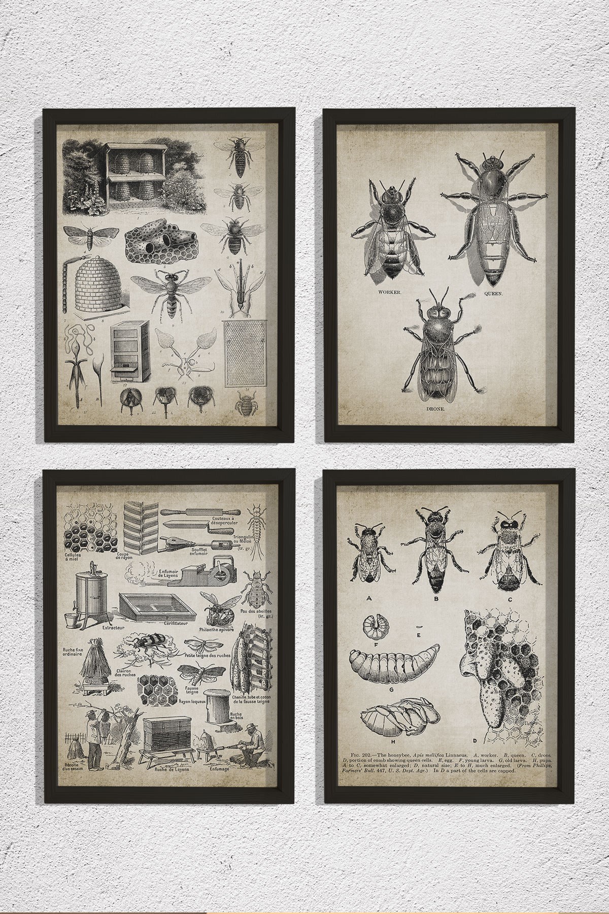 Doğal Çam Çerçeveli Duvar Tablosu Kraliçe ve İşçi Arılar Duvar Sanat Seti