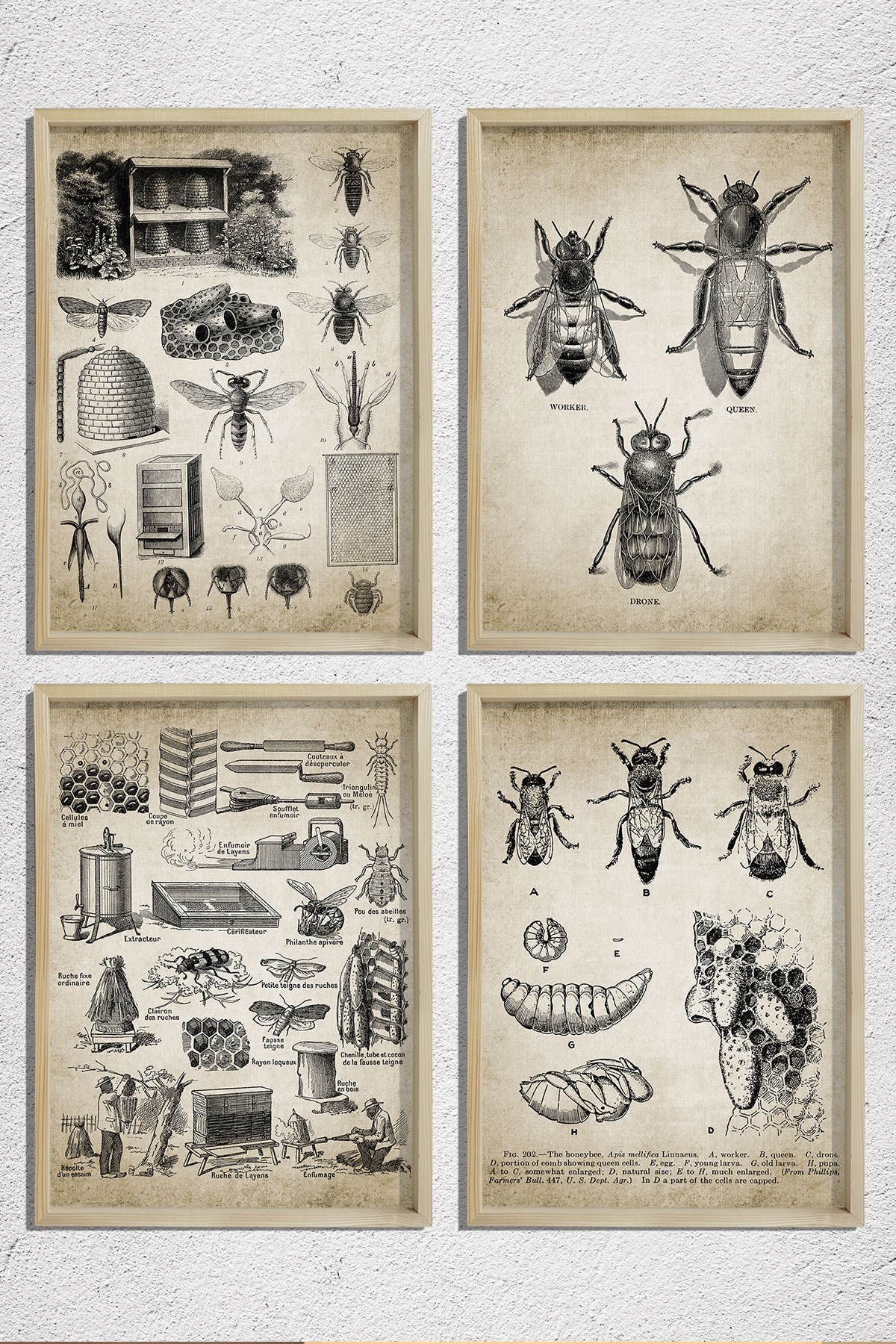 Doğal Çam Çerçeveli Duvar Tablosu Kraliçe ve İşçi Arılar Duvar Sanat Seti