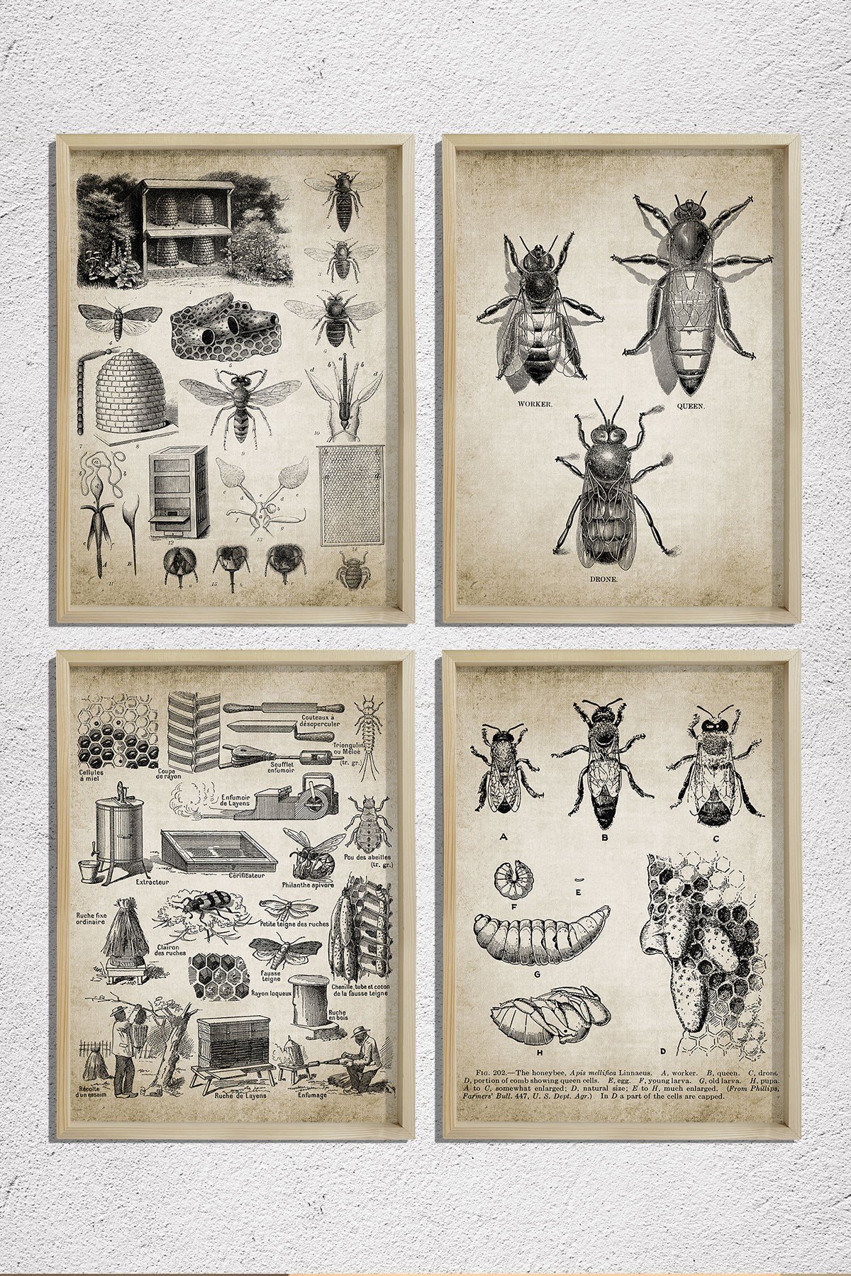 Doğal Çam Çerçeveli Duvar Tablosu Kraliçe ve İşçi Arılar Duvar Sanat Seti