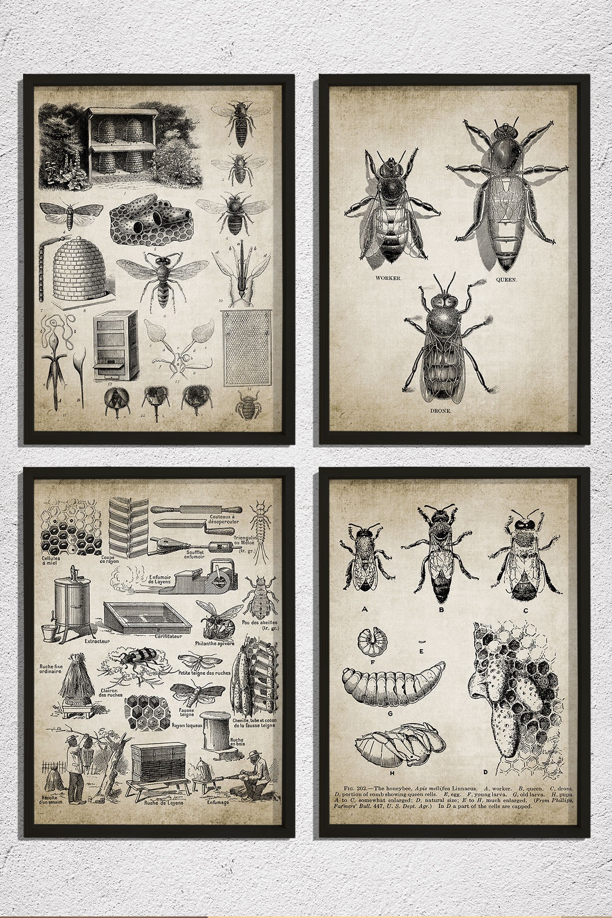 Doğal Çam Çerçeveli Duvar Tablosu Kraliçe ve İşçi Arılar Duvar Sanat Seti