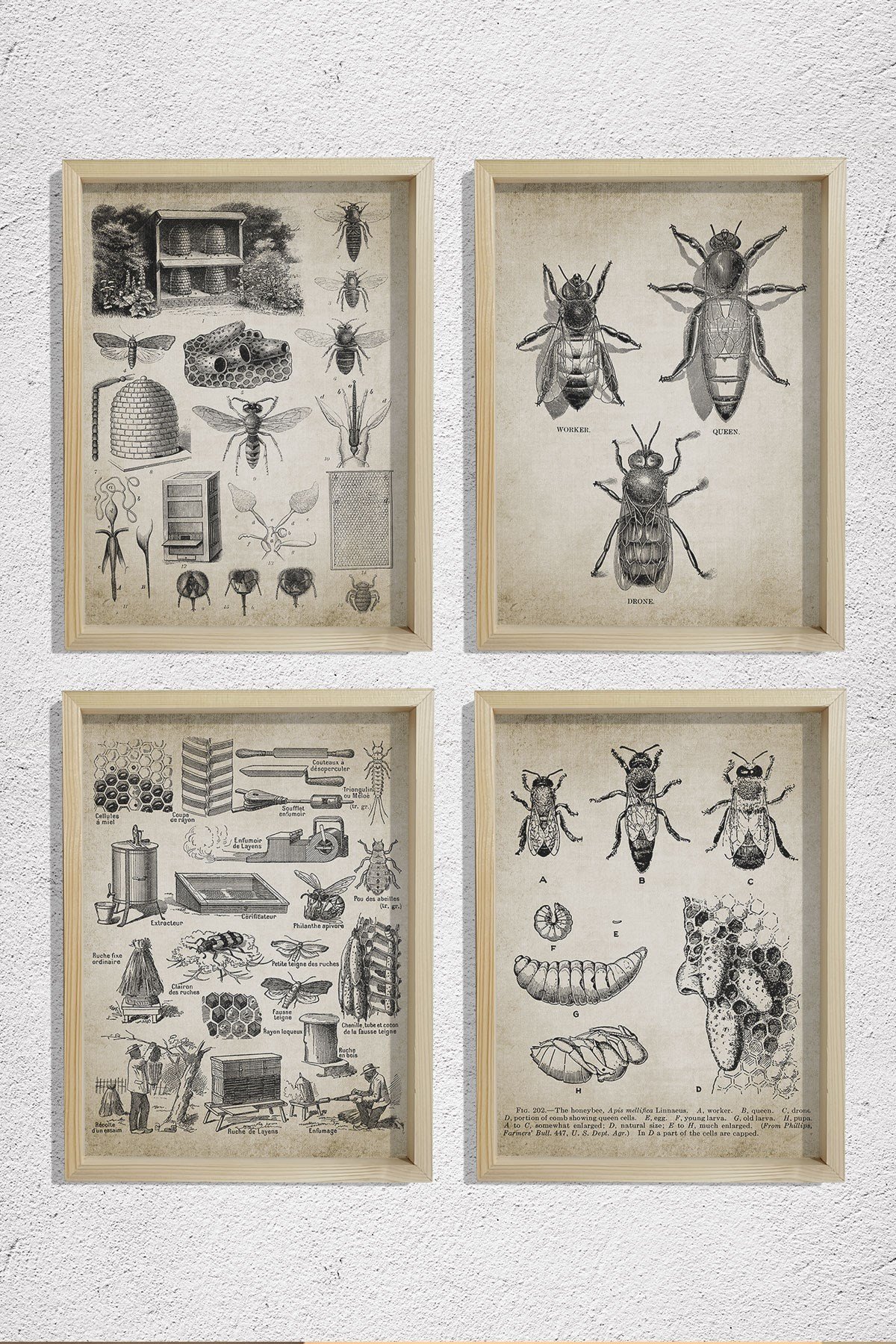 Doğal Çam Çerçeveli Duvar Tablosu Kraliçe ve İşçi Arılar Duvar Sanat Seti