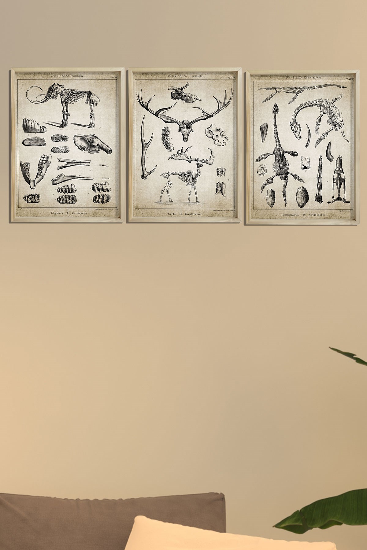 Doğal Çam Çerçeveli Duvar Tablosu Paleontoloji 3'lü Tablo Seti