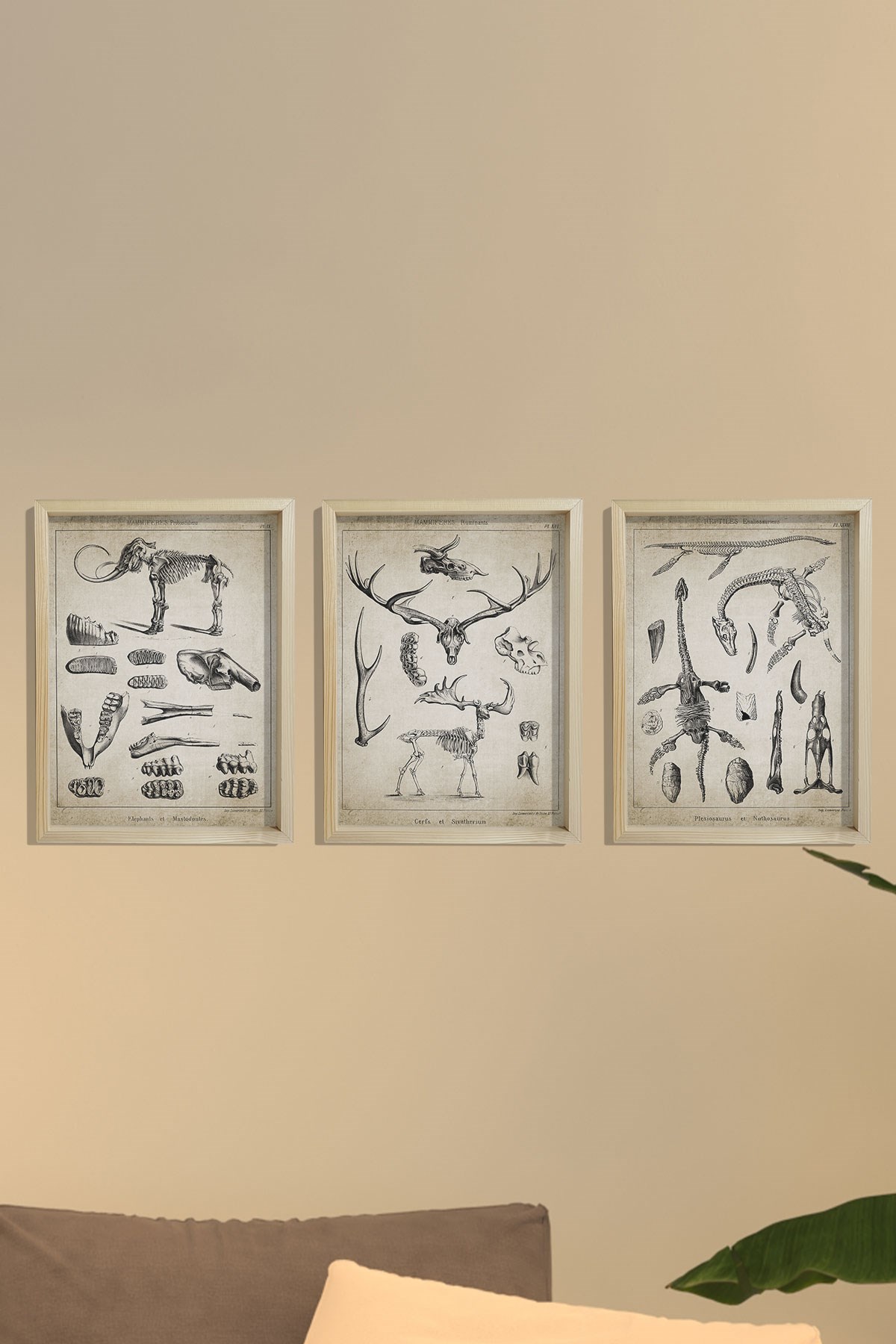 Doğal Çam Çerçeveli Duvar Tablosu Paleontoloji 3'lü Tablo Seti