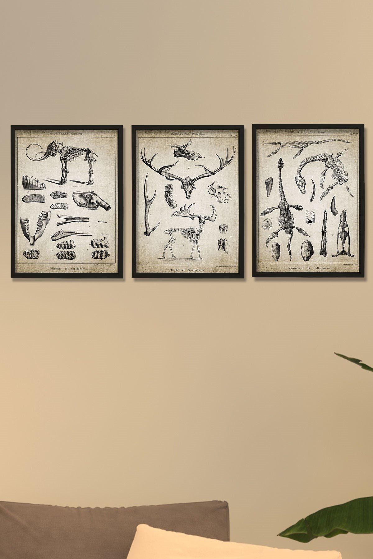 Doğal Çam Çerçeveli Duvar Tablosu Paleontoloji 3'lü Tablo Seti