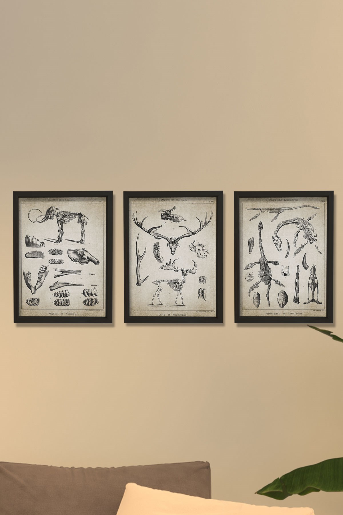 Doğal Çam Çerçeveli Duvar Tablosu Paleontoloji 3'lü Tablo Seti