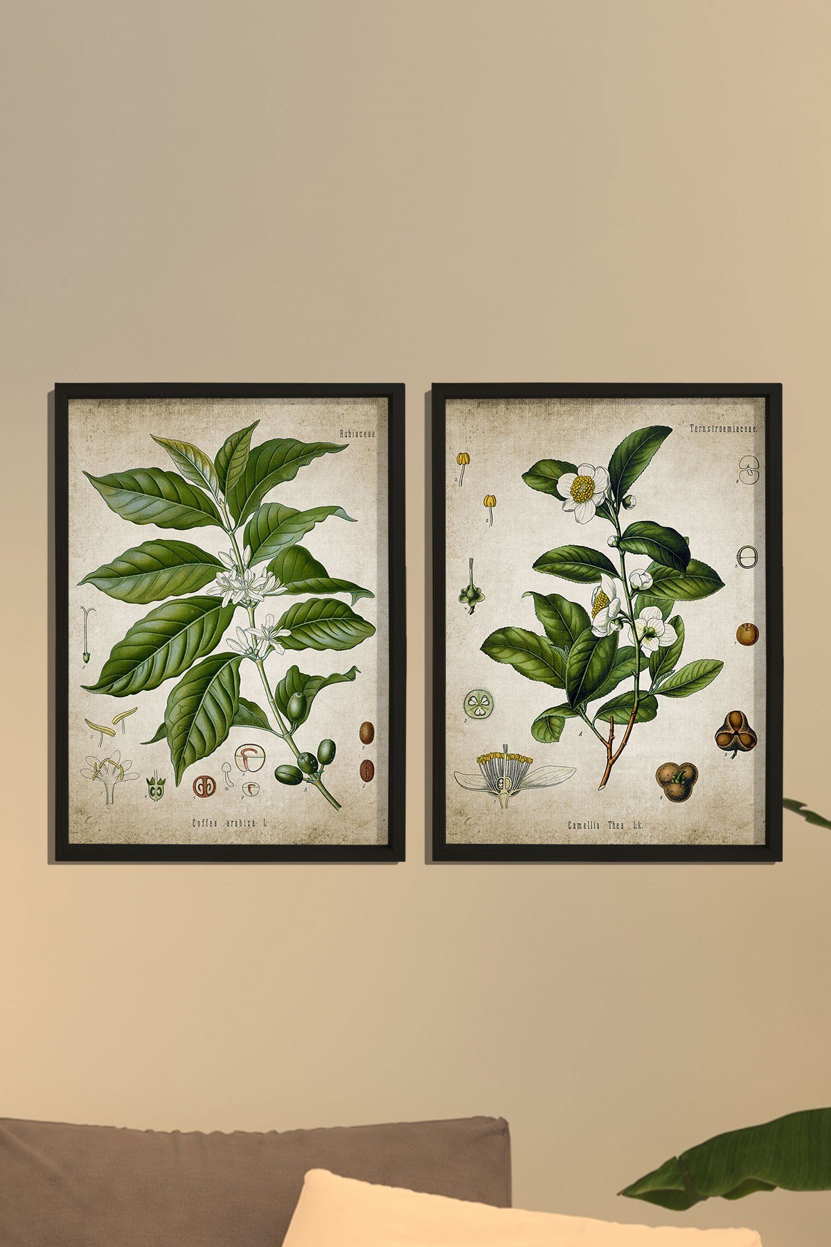 Doğal Çam Çerçeveli Mutfak Duvar Tablosu Antik Çay ve Kahve Bitkileri
