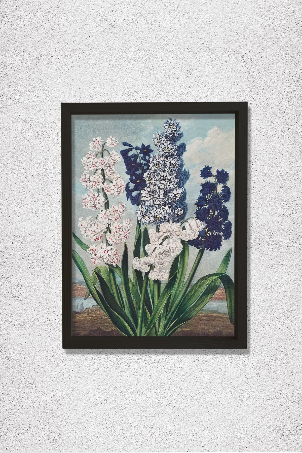 Flora Tapınağı'ndan Sümbül 1807 Doğal Ahşap Duvar Tablosu