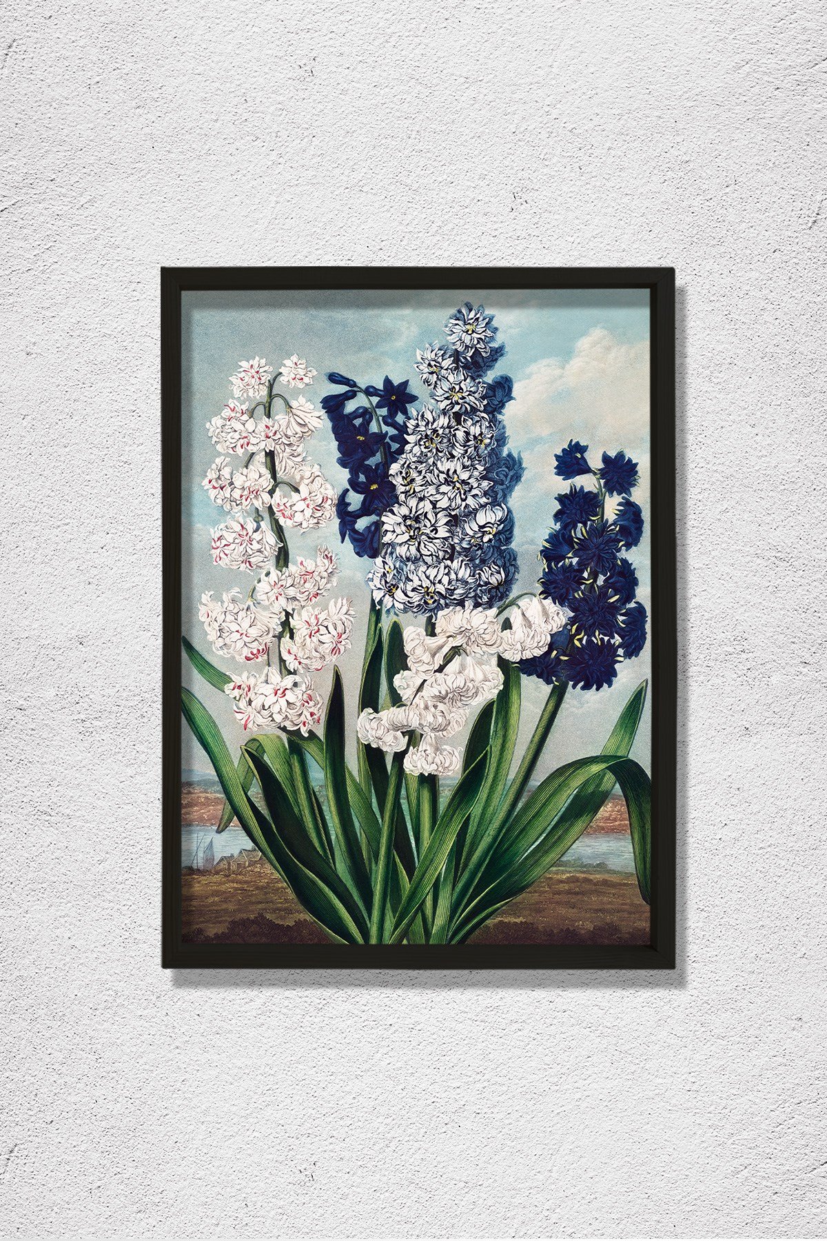 Flora Tapınağı'ndan Sümbül 1807 Doğal Ahşap Duvar Tablosu