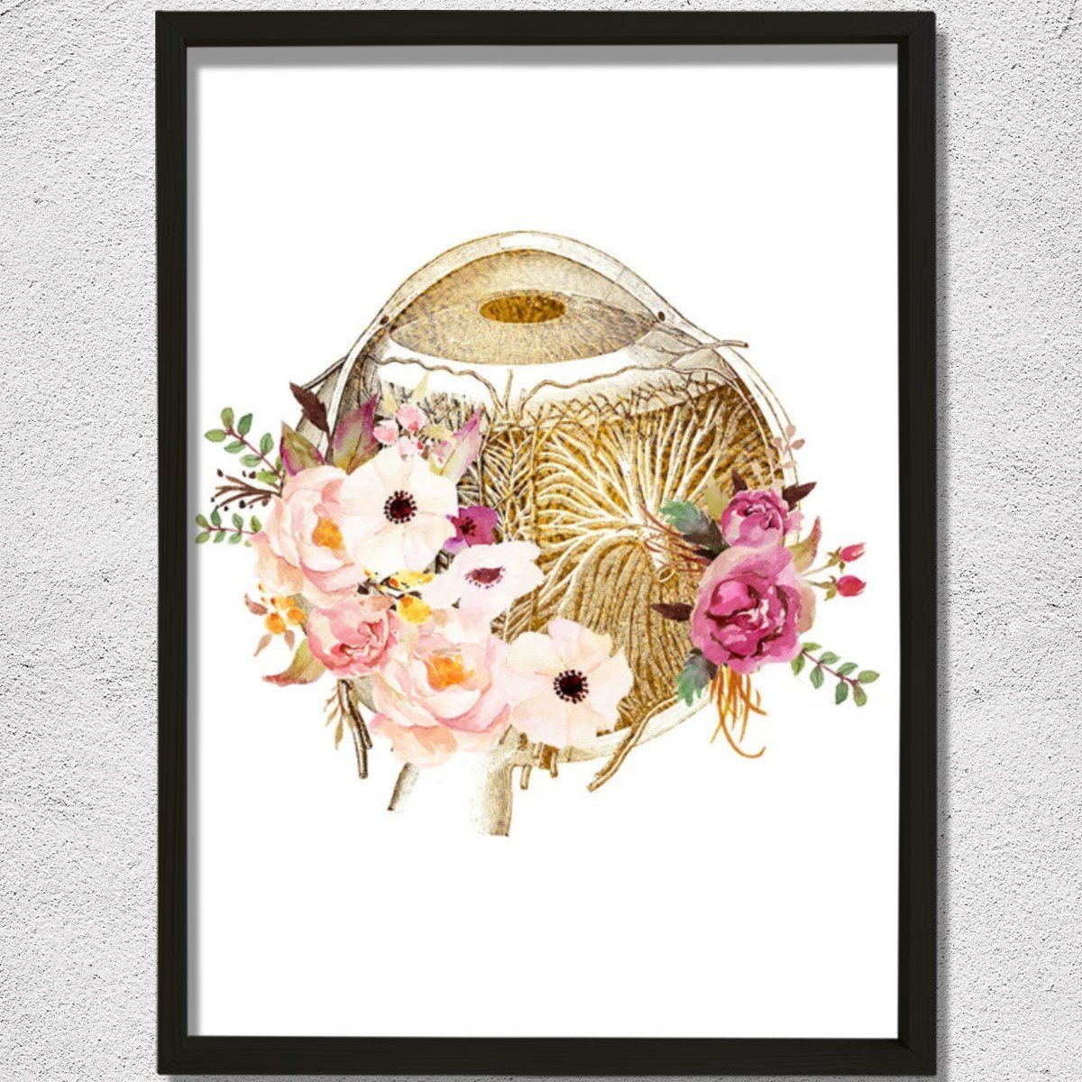 Göz Anatomisi, Optometri Ve Optik Sanatı, Göz Doktoru Ofis Dekoru