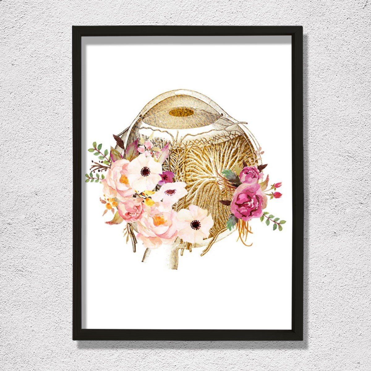 Göz Anatomisi, Optometri Ve Optik Sanatı, Göz Doktoru Ofis Dekoru