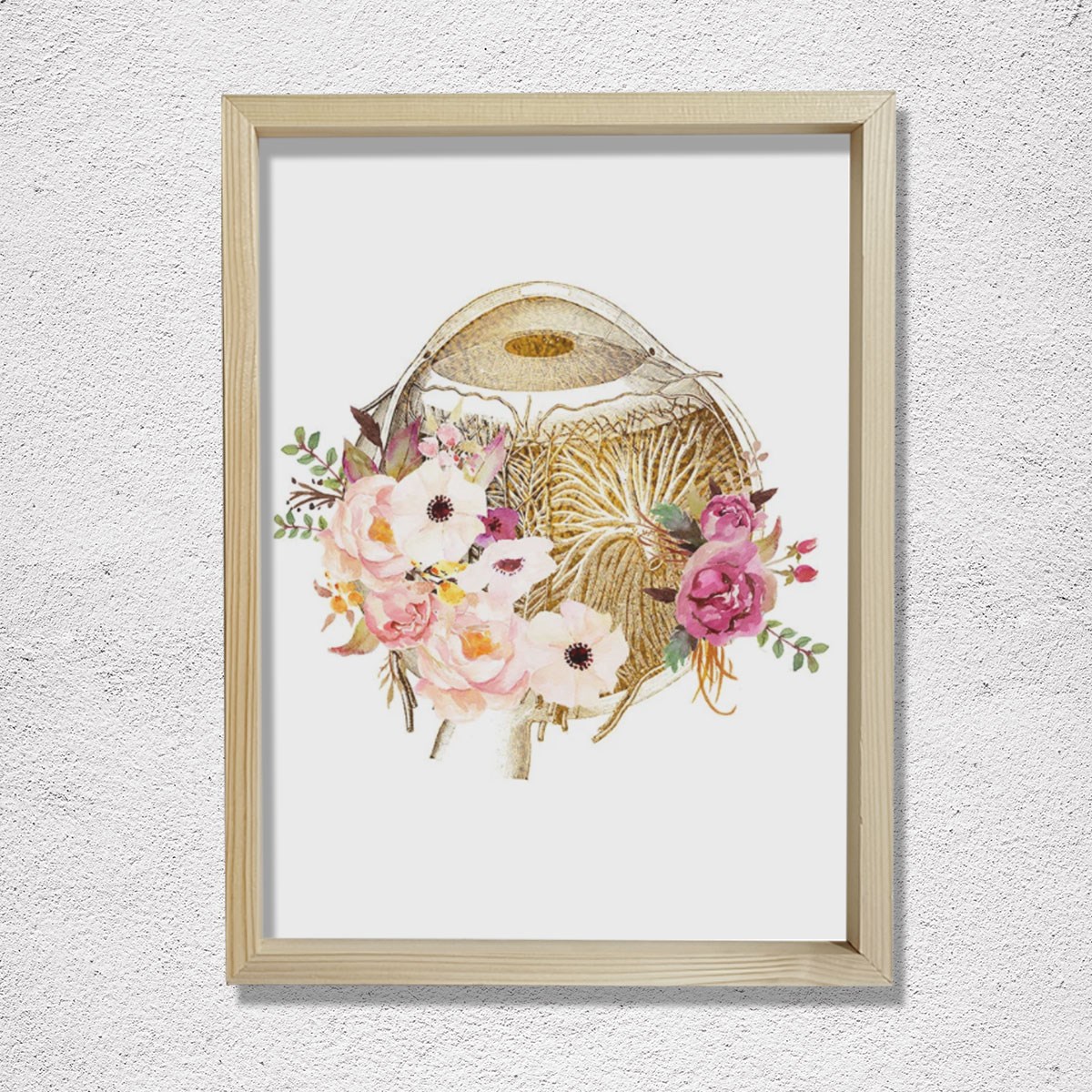 Göz Anatomisi, Optometri Ve Optik Sanatı, Göz Doktoru Ofis Dekoru