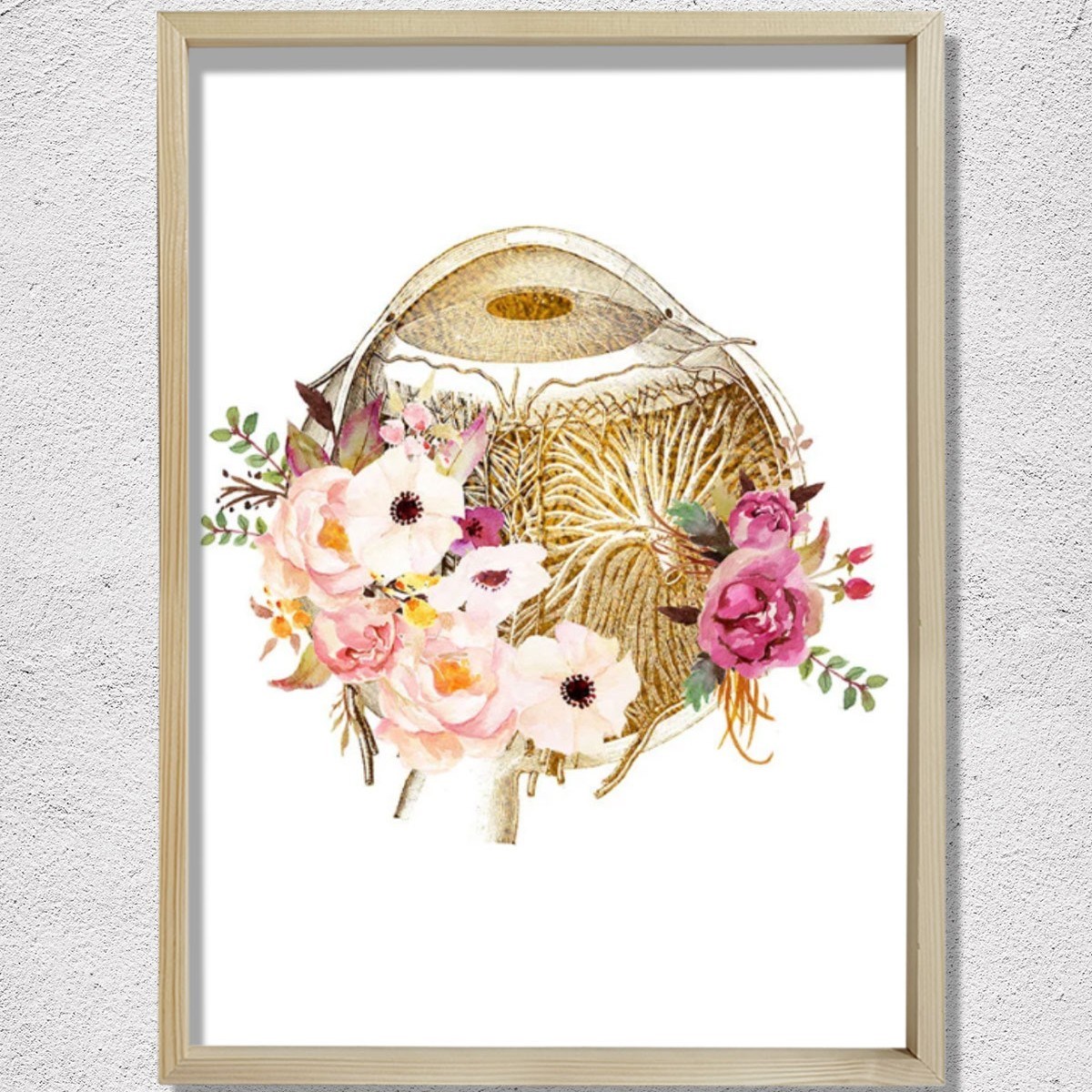 Göz Anatomisi, Optometri Ve Optik Sanatı, Göz Doktoru Ofis Dekoru