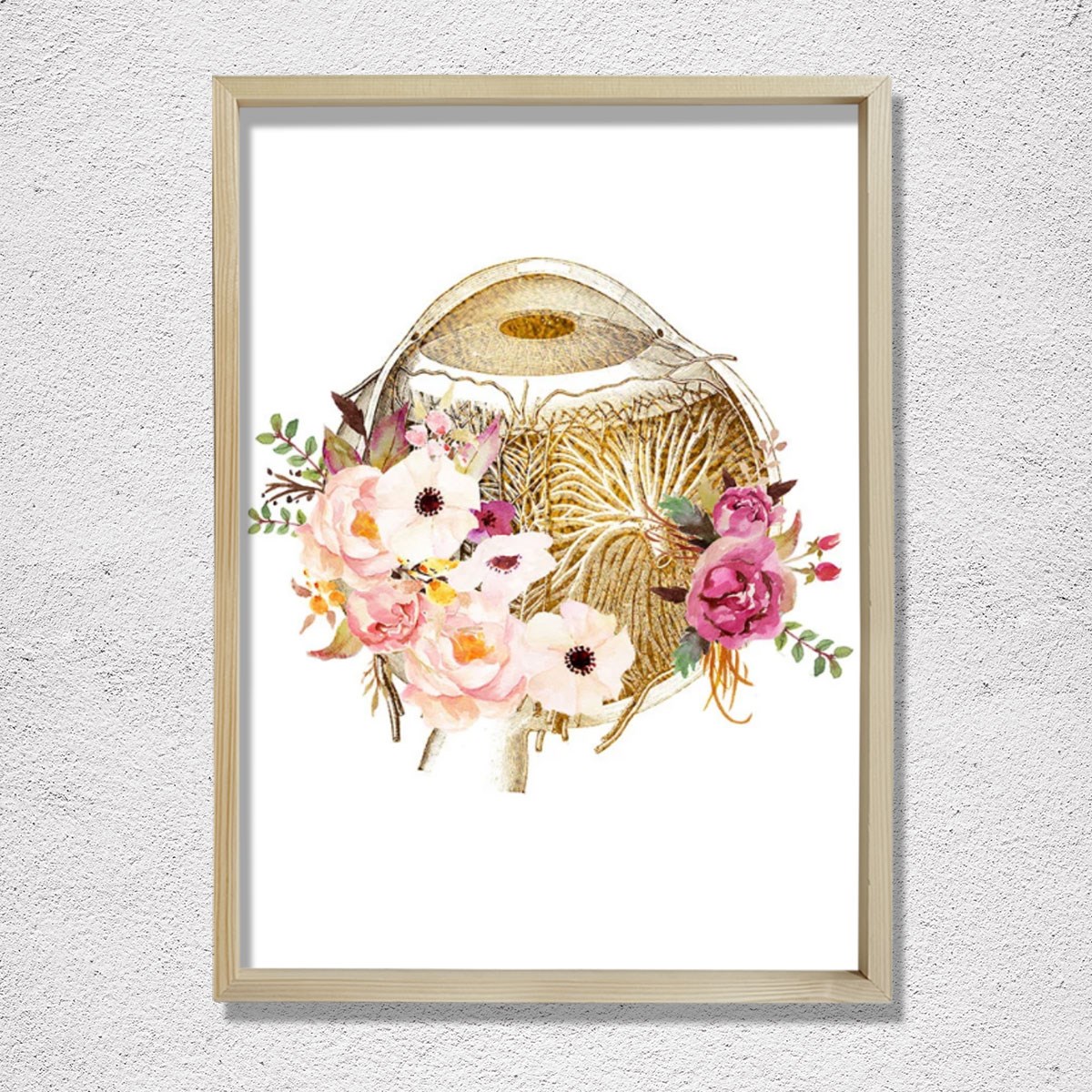 Göz Anatomisi, Optometri Ve Optik Sanatı, Göz Doktoru Ofis Dekoru