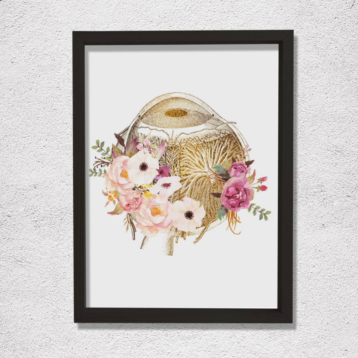 Göz Anatomisi, Optometri Ve Optik Sanatı, Göz Doktoru Ofis Dekoru