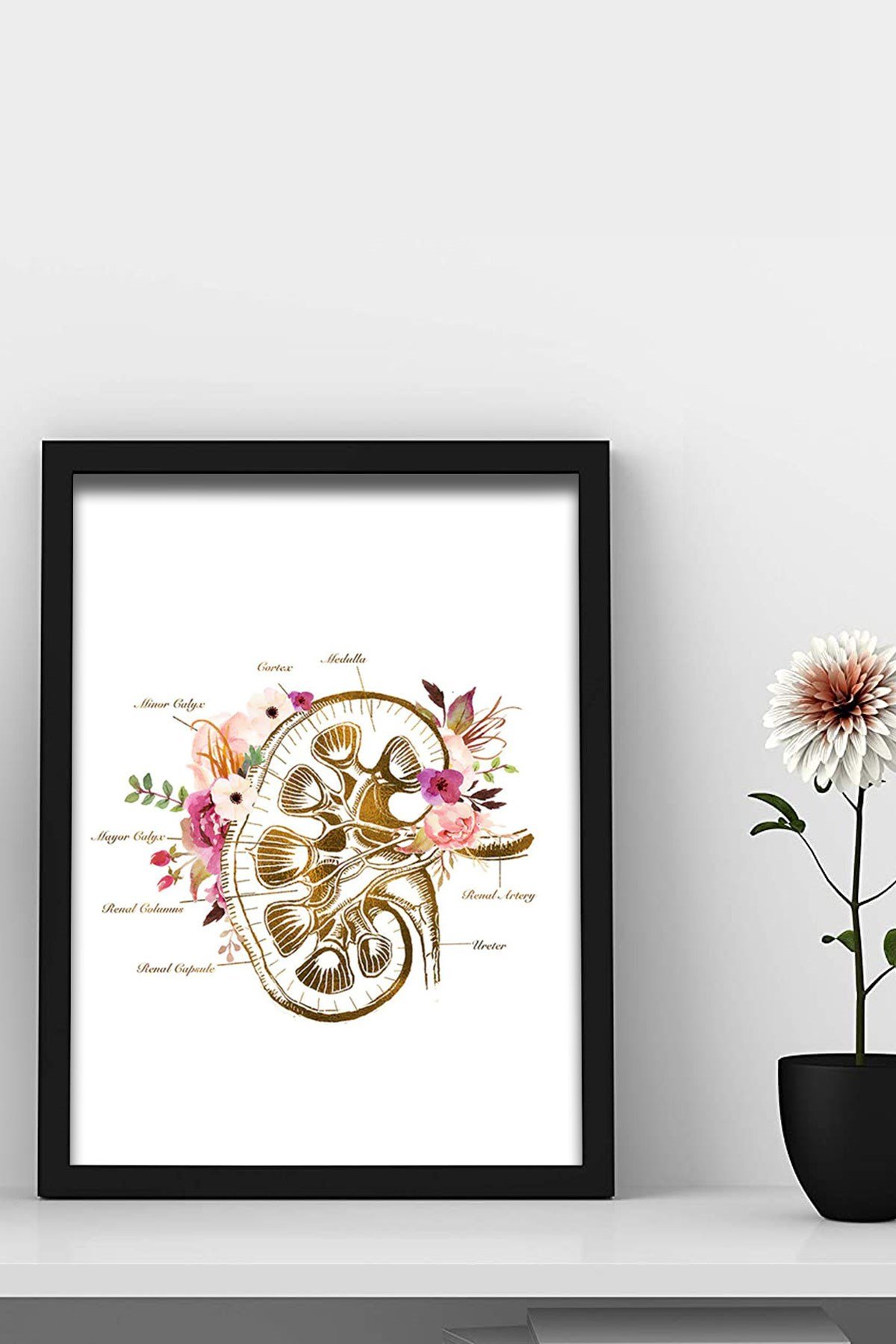 İnsan Anatomisi, Böbrek Sanatı Doktor Odası Duvar Tablosu