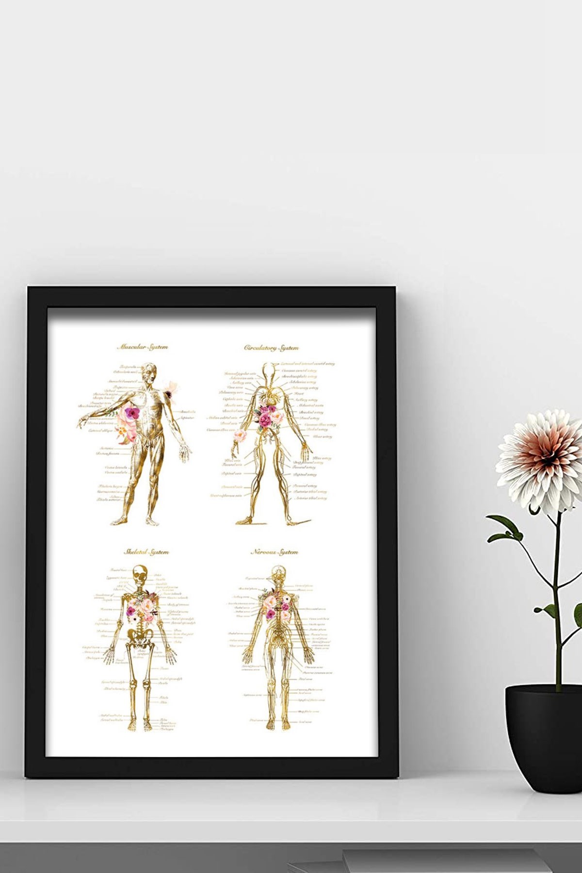 İnsan Anatomisi, Doktor Odası Duvar Tablosu