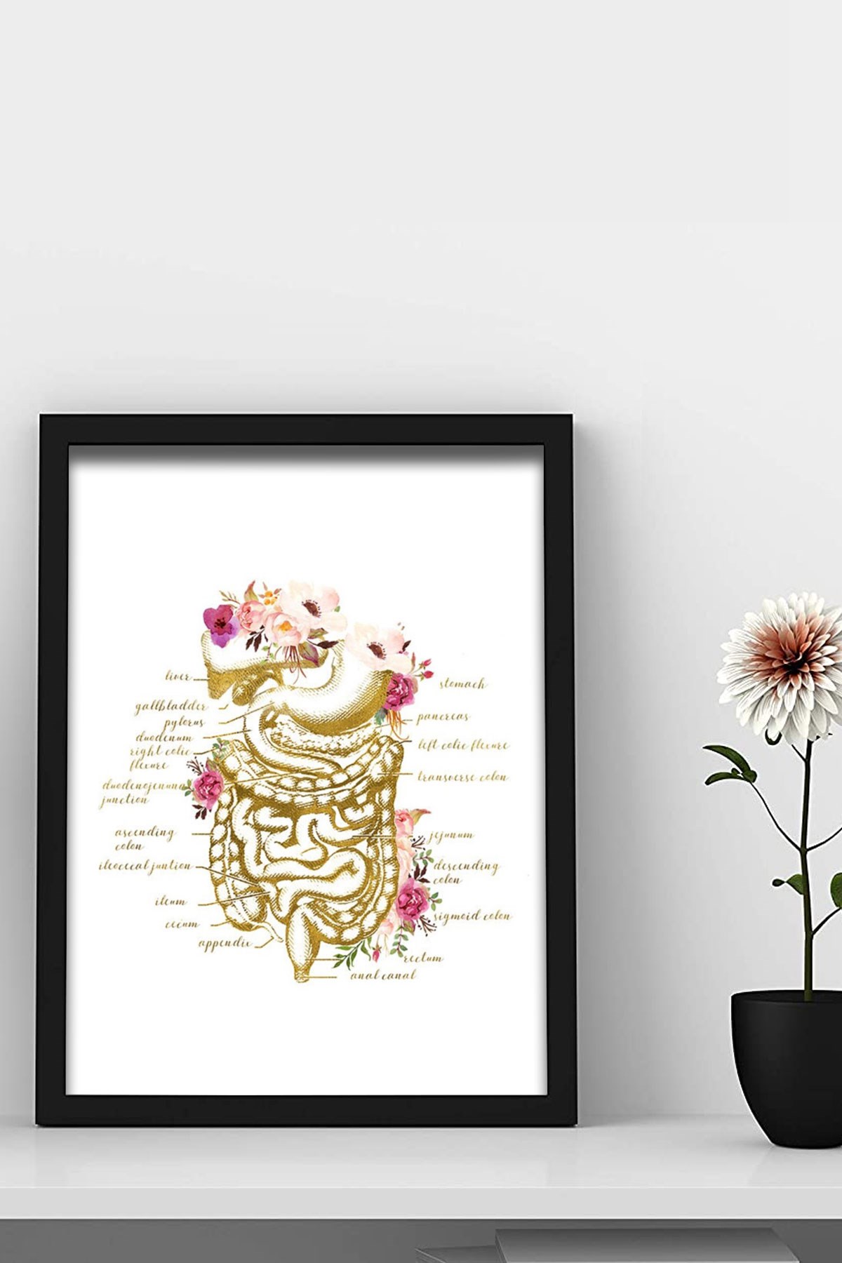 İnsan Anatomisi, Sindirim Sistemi, Doktor Odası Duvar Tablosu